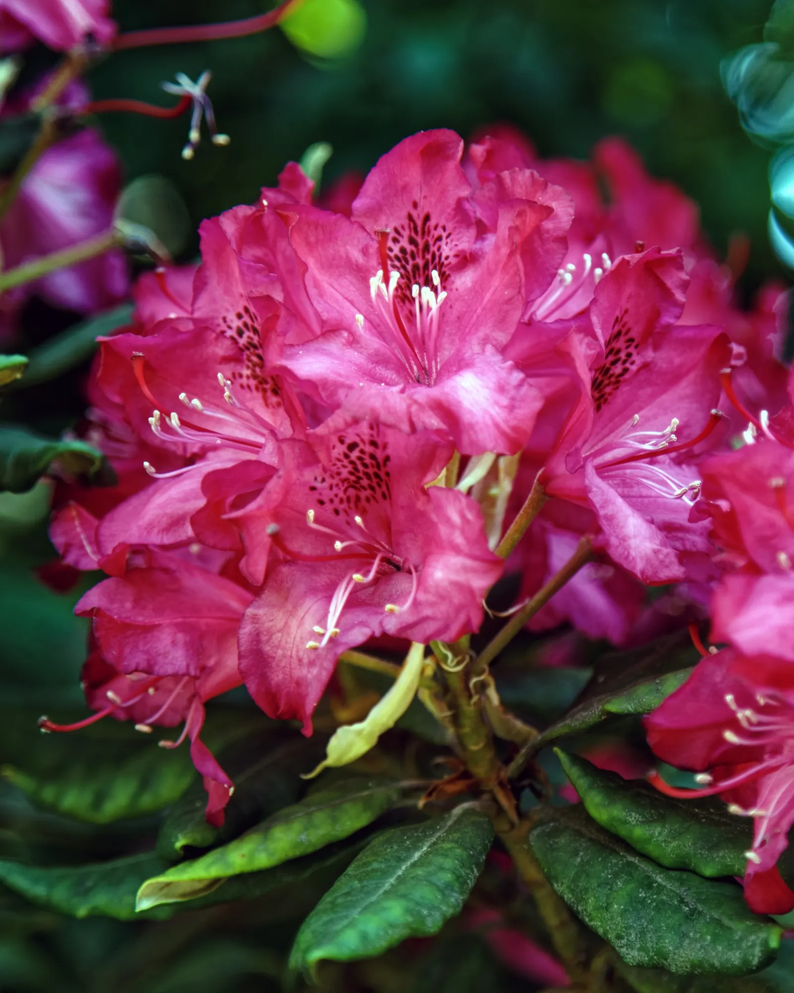 Rhododendron (Rhododendron Varieties) — Rhododendrons require minimal pruning and offer year-round interest; shrub with blue and gold and multi-colored and