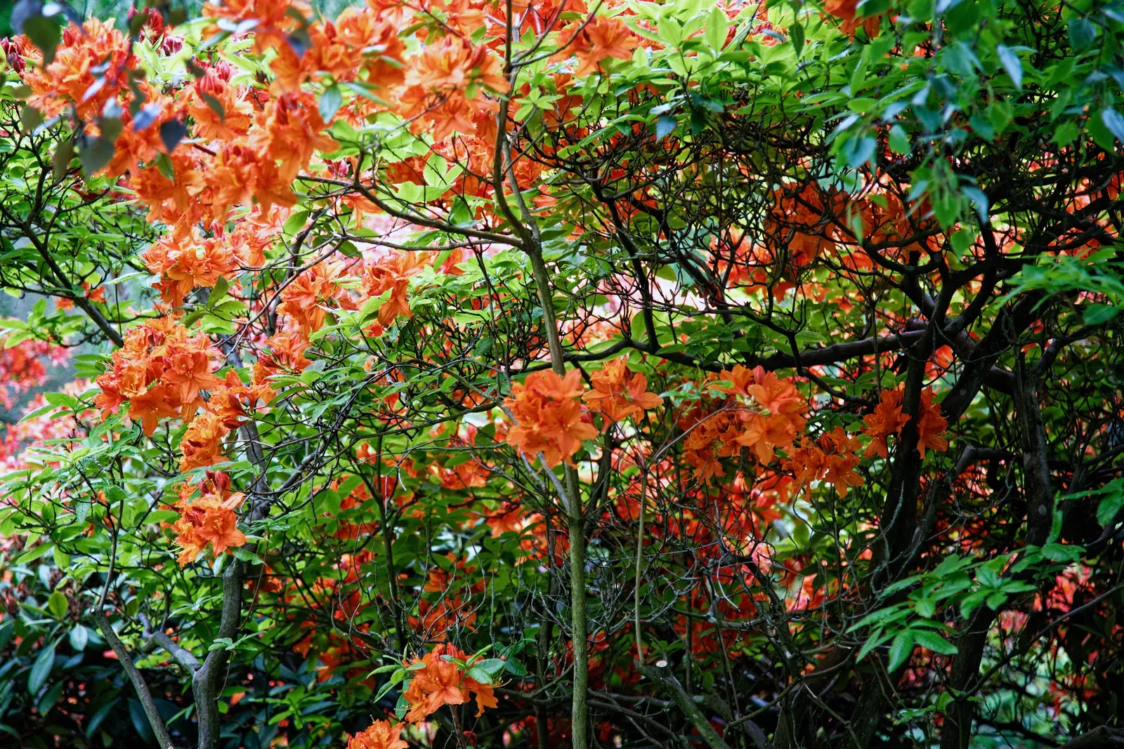 Rhododendron (Rhododendron Varieties) — they're ideal for adding structure and vibrant blooms to woodland gardens; ranging from compact shrubs of, image 55