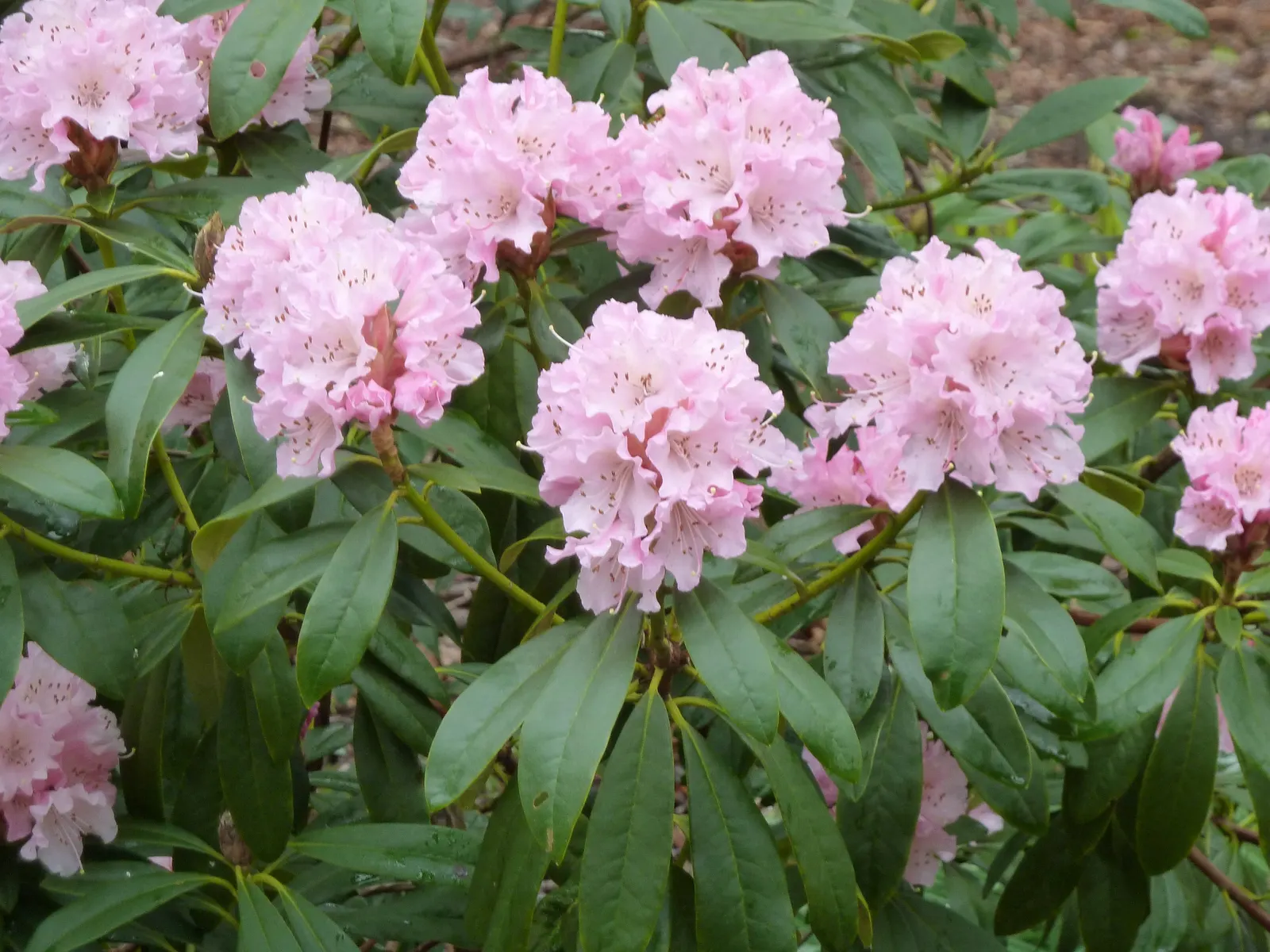 Rhododendron (Rhododendron Varieties) — making them a low-maintenance choice for impactful landscape designs