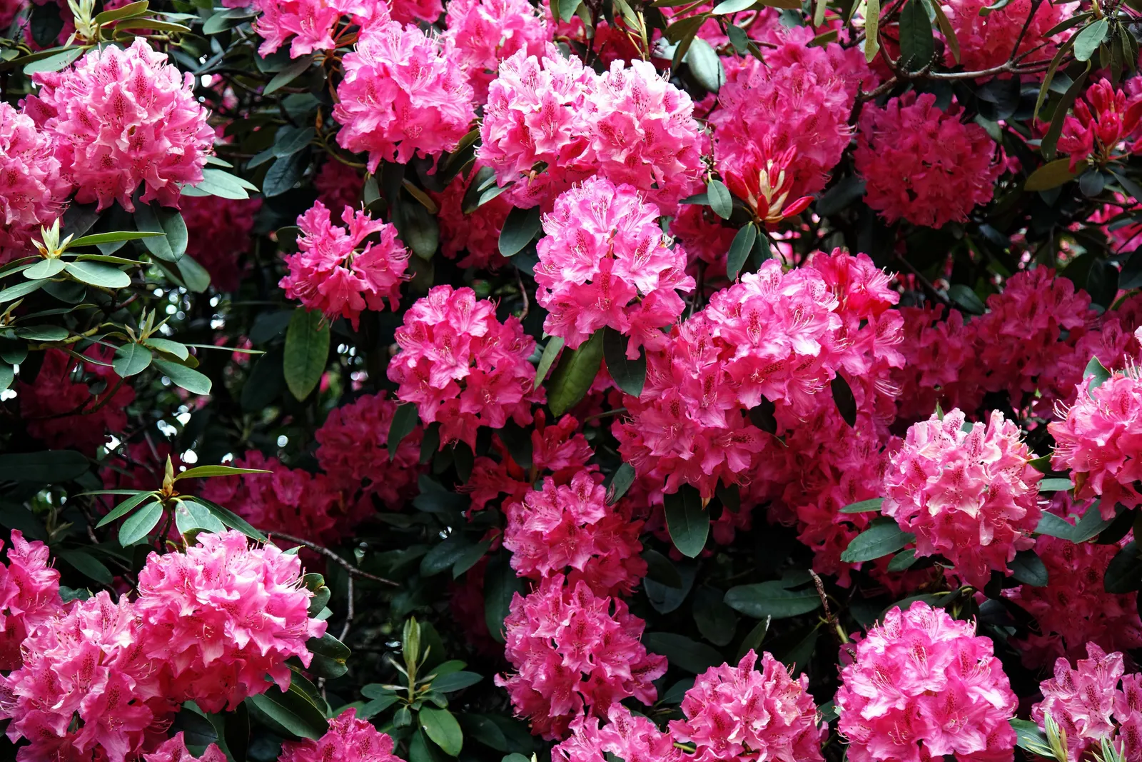 Rhododendron (Rhododendron Varieties) — enriching your garden's biodiversity