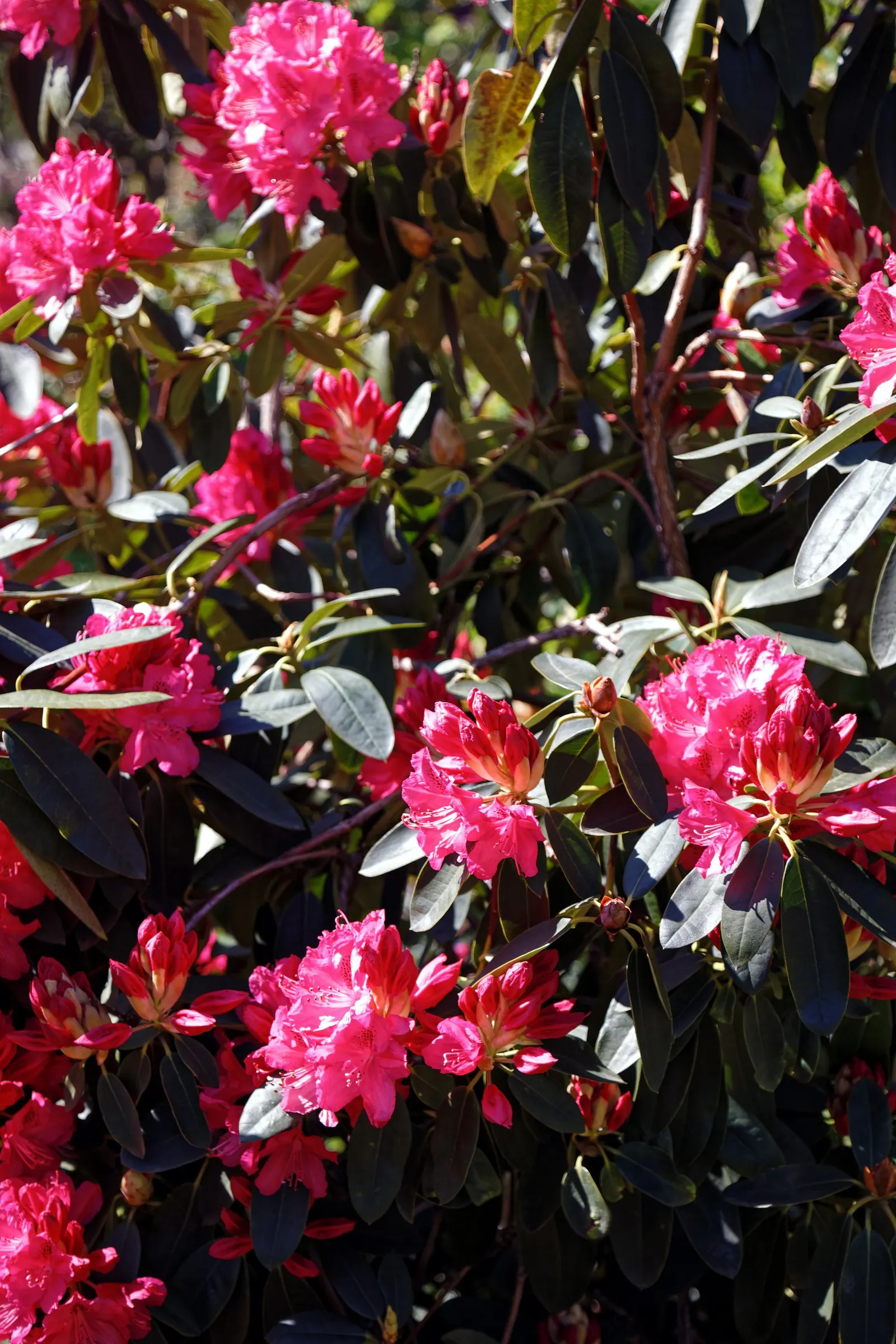 Rhododendron (Rhododendron Varieties) — to larger specimens reaching up to 25 feet or more