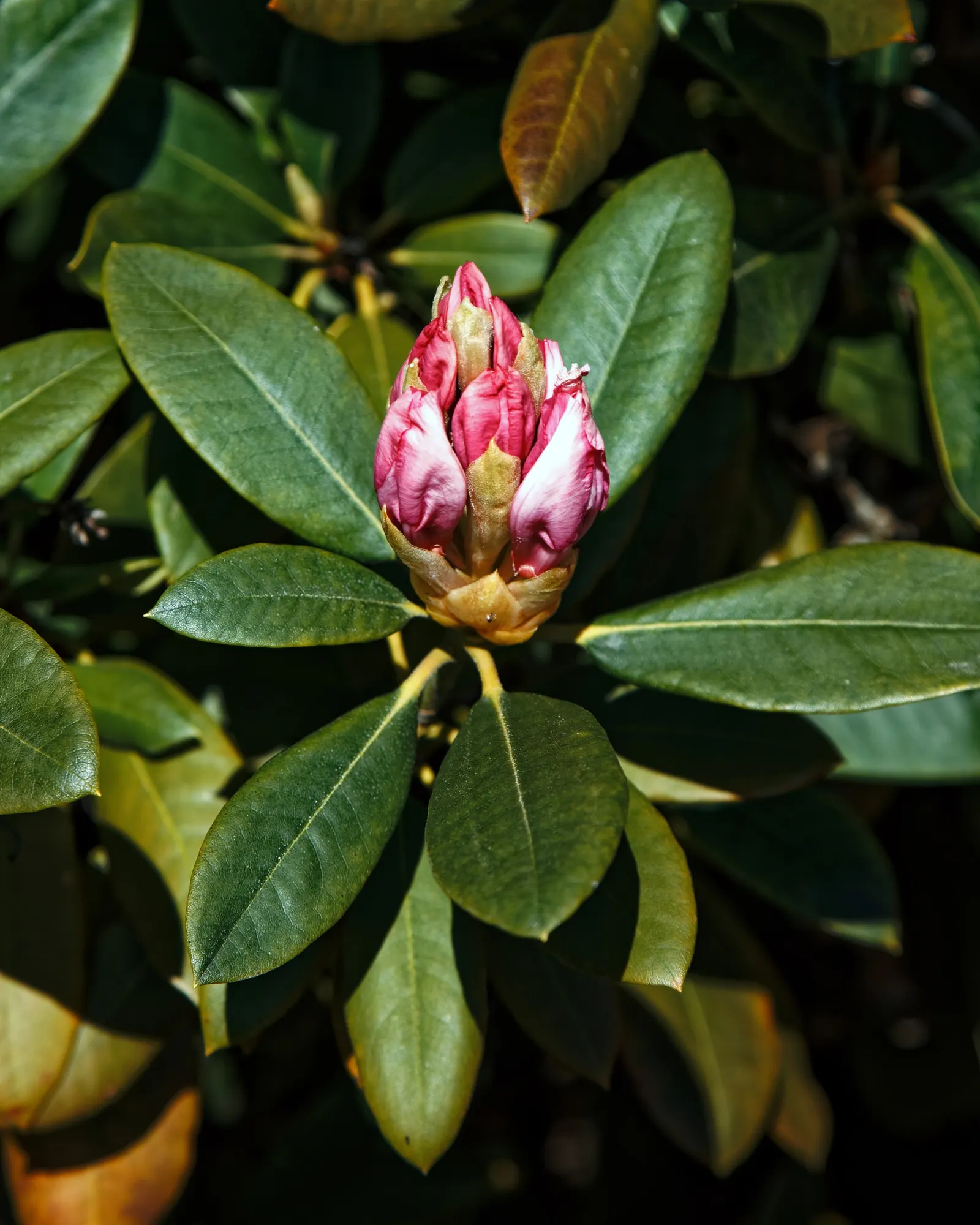 Rhododendron (Rhododendron Varieties) — Ample moisture is crucial