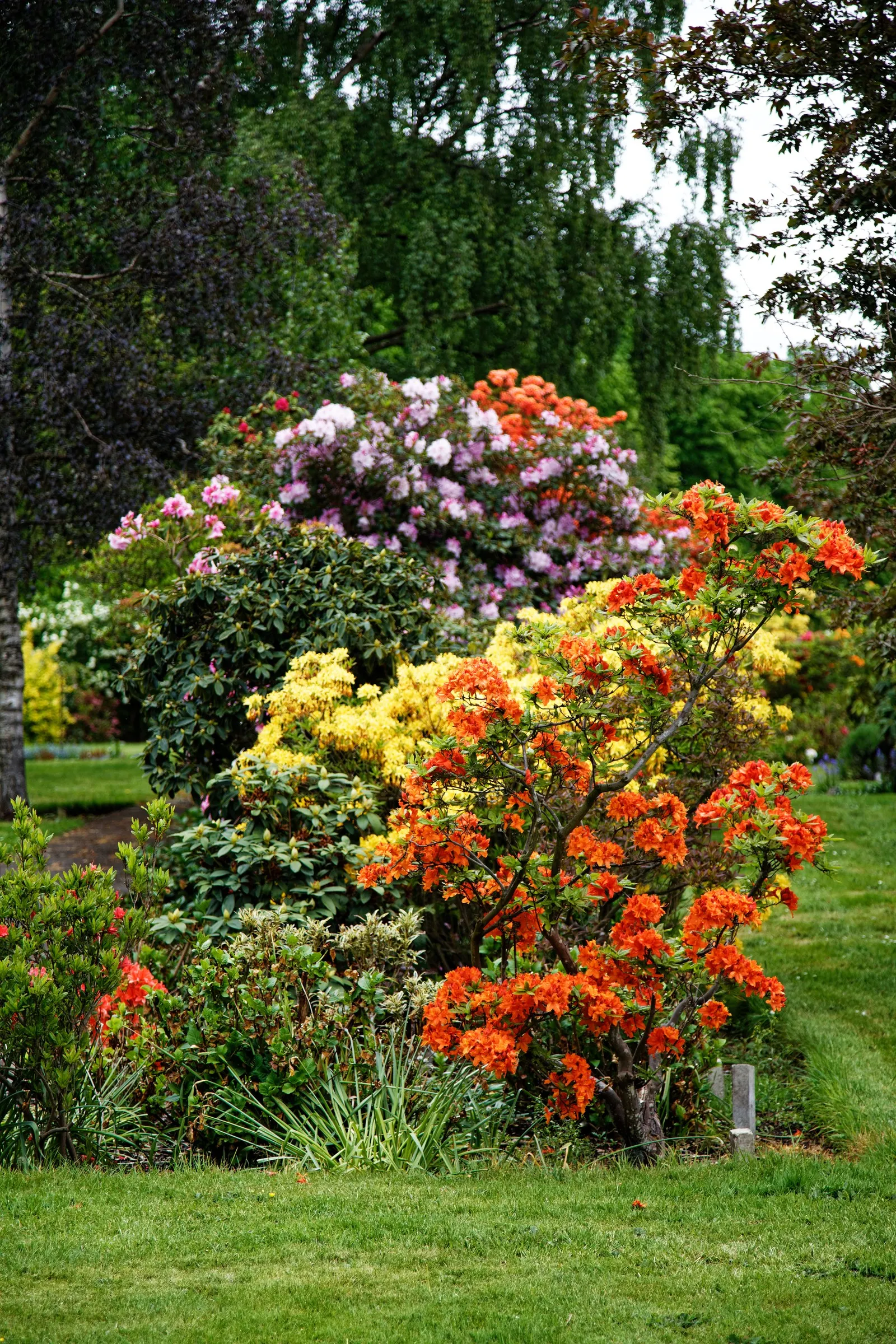 Rhododendron (Rhododendron Varieties) — Rhododendrons require minimal pruning and offer year-round interest; shrub with blue and gold and, image 56