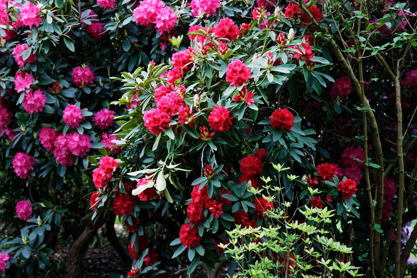 Rhododendron (Rhododendron Varieties) — They sport large, leathery leaves and bell-shaped flowers in a multitude of colors; and yellows.<br><br>Typically