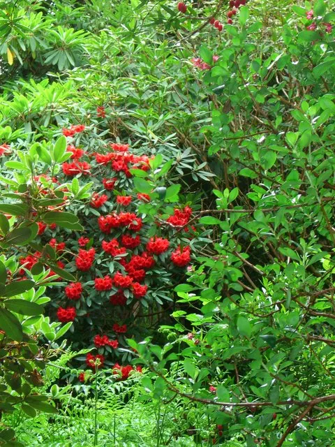 Rhododendron (Rhododendron Varieties) — Well-draining, acidic soil with a pH between 4.5 and 6.0 is ideal, supporting their sensitive root systems; the size of