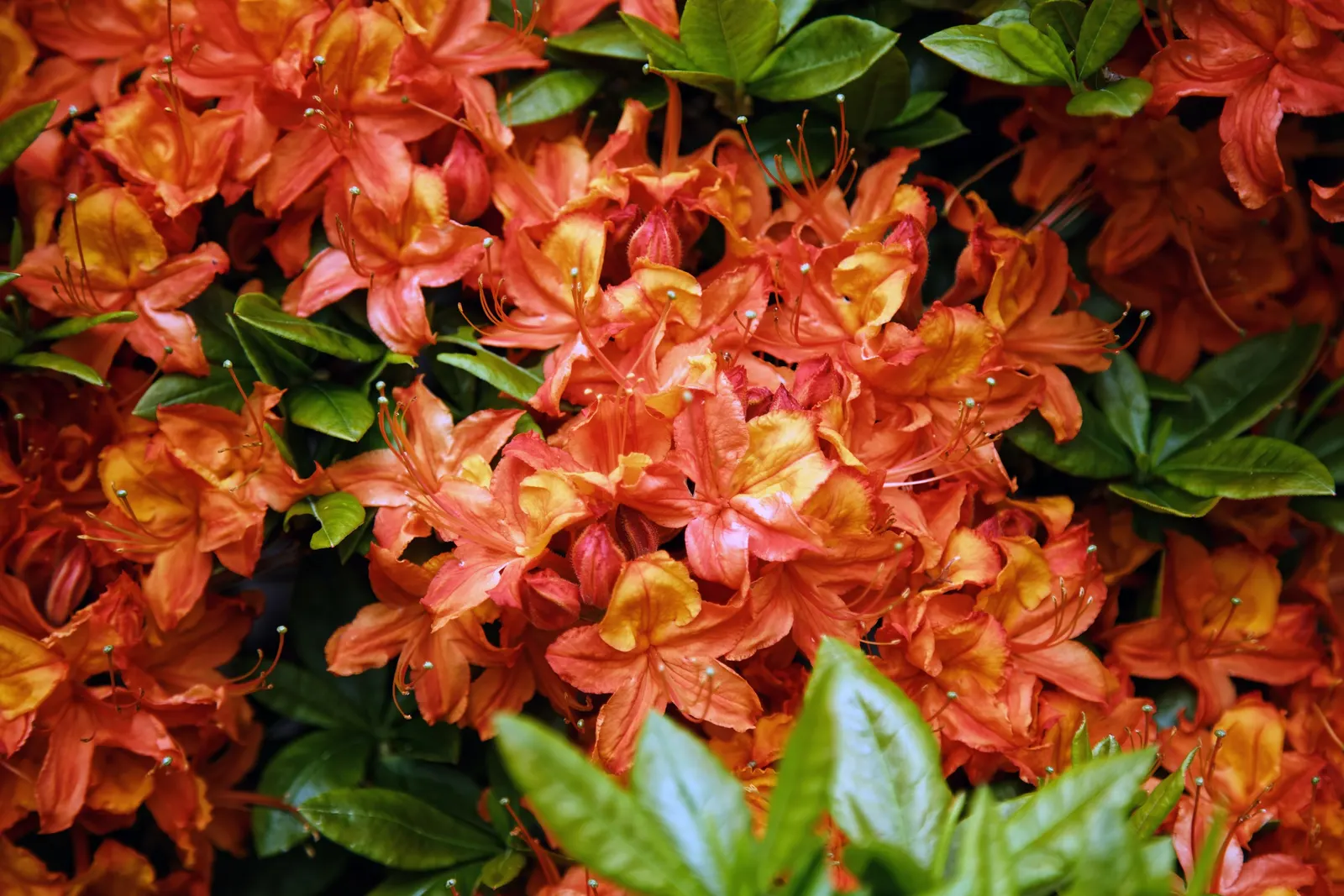 Rhododendron (Rhododendron Varieties) — stands as a firm favorite in landscape design due to its vibrant blooms; the Rhododendron genus encompasses, image 60