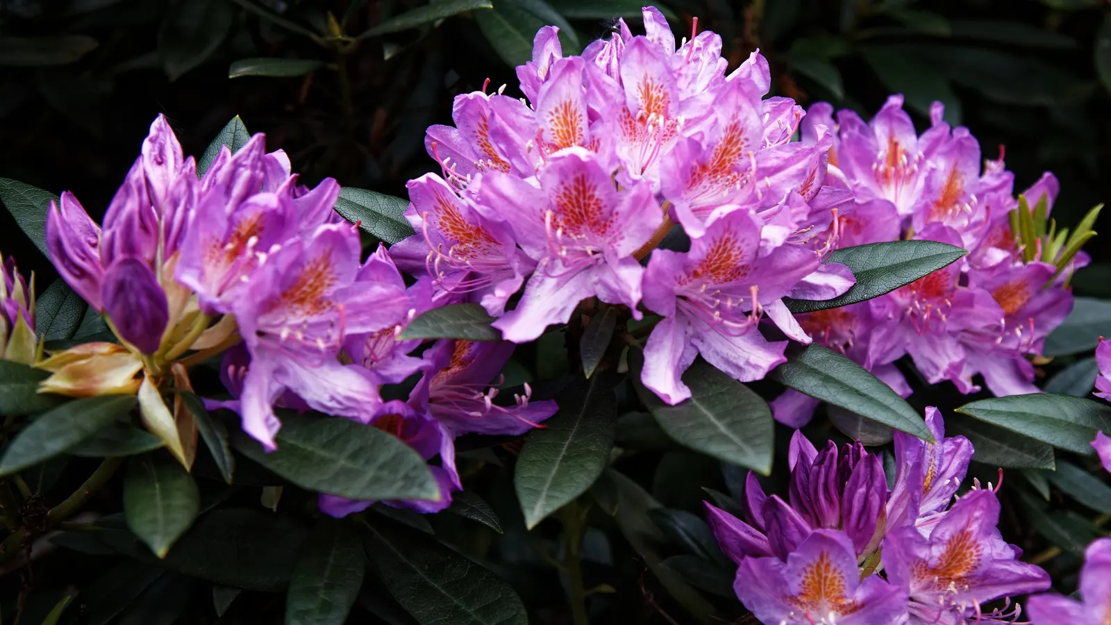 Rhododendron (Rhododendron Varieties) — blue and gold and multi-colored and pink and red and white and yellow flowers in the garden