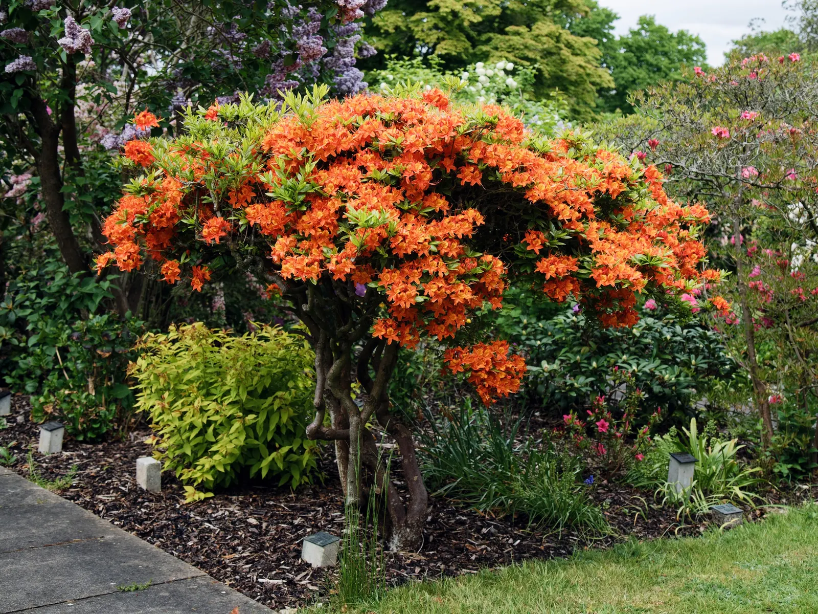 Rhododendron (Rhododendron Varieties) — making them a low-maintenance choice for impactful landscape designs; title: Rhododendron - A Versatile, image 57