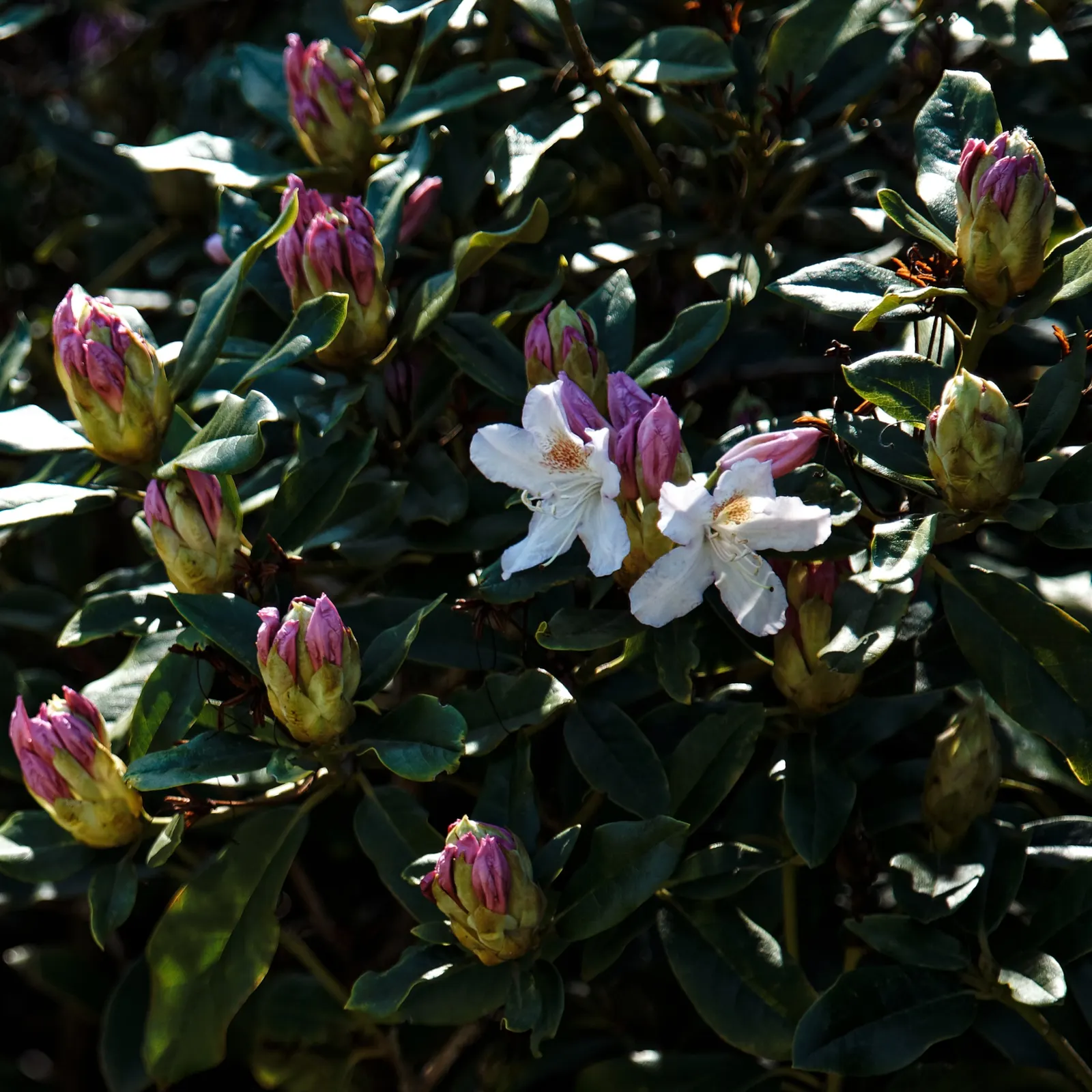 Rhododendron (Rhododendron Varieties) — Title: Rhododendron - A Versatile Showstopper for Your Garden <br><br>The Rhododendron genus; they prefer partially