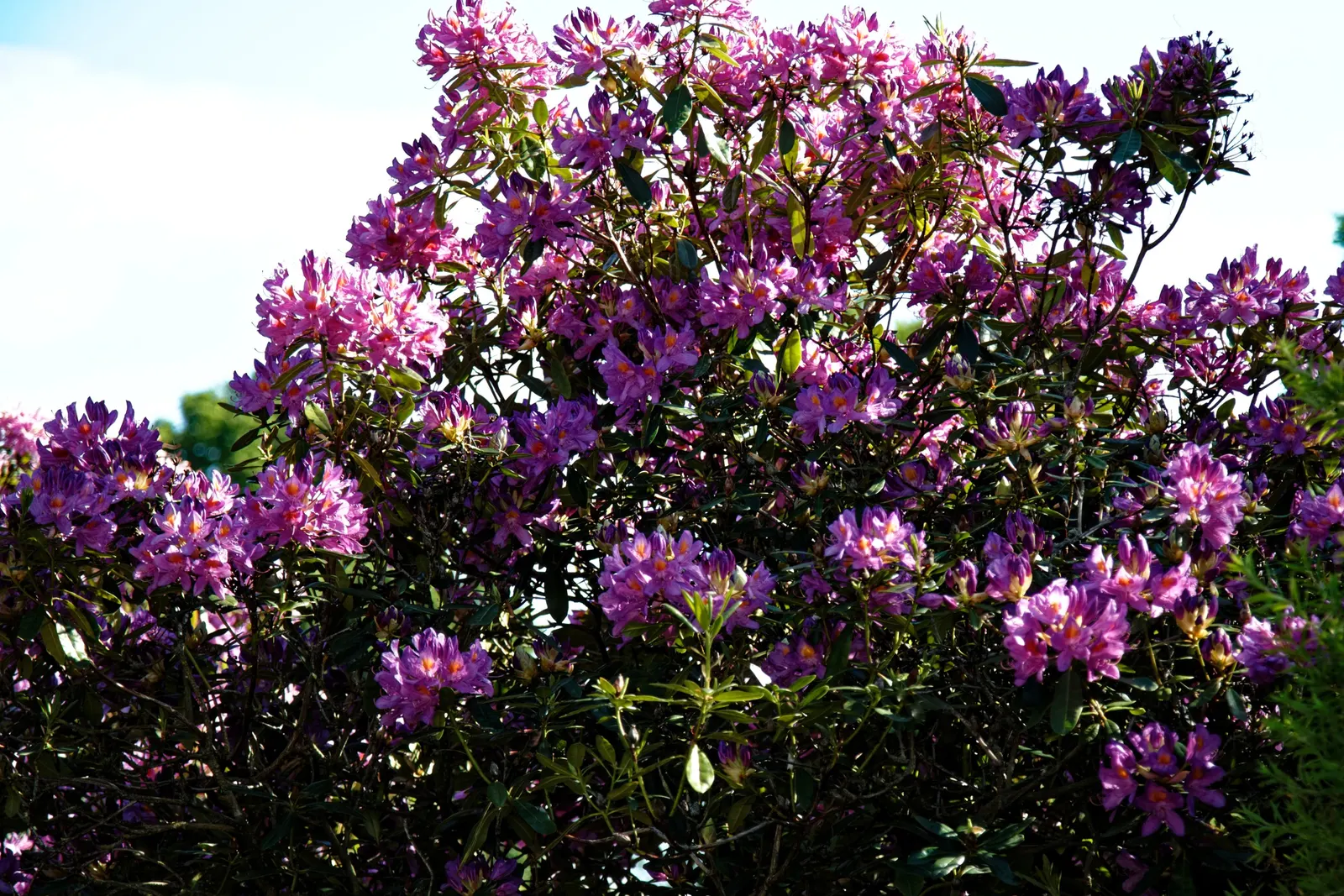 Rhododendron (Rhododendron Varieties) — shrub with blue and gold and multi-colored and pink and red and white and yellow blooms