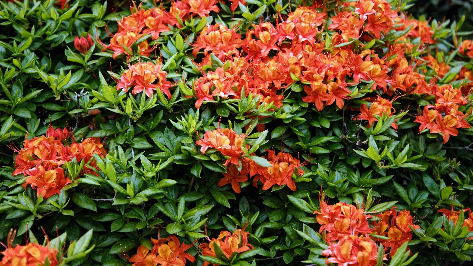 Rhododendron (Rhododendron Varieties) — ranging from compact shrubs of about 3 feet in height and spread