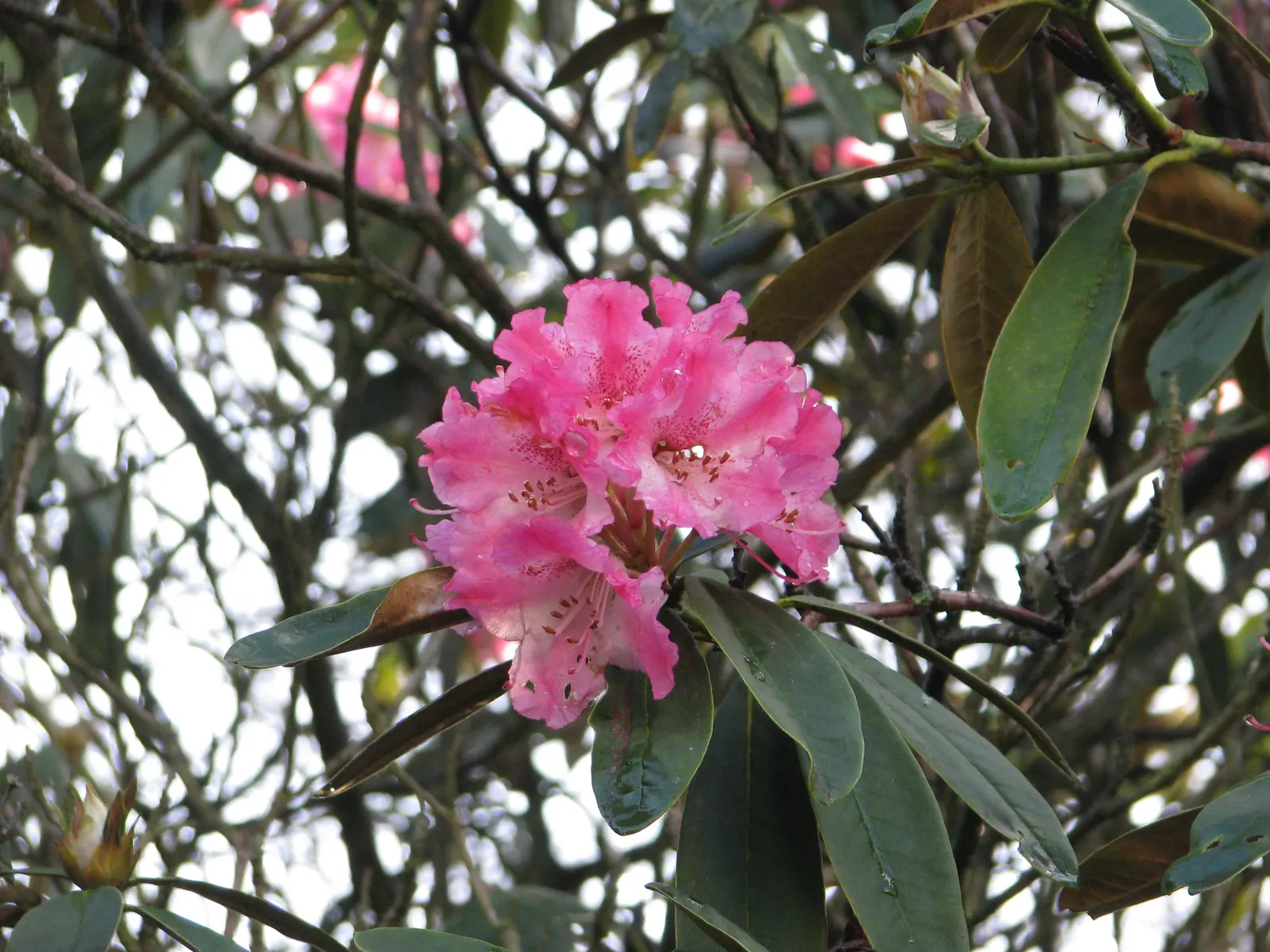 Rhododendron (Rhododendron Varieties) — and adaptability to a range of conditions; stands as a firm favorite in landscape design due to its vibrant blooms