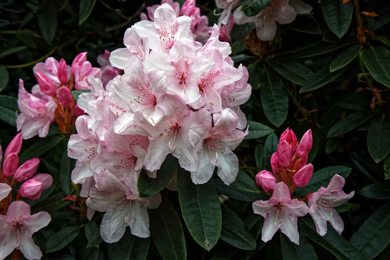 Rhododendron (Rhododendron Varieties) — but they also attract pollinators