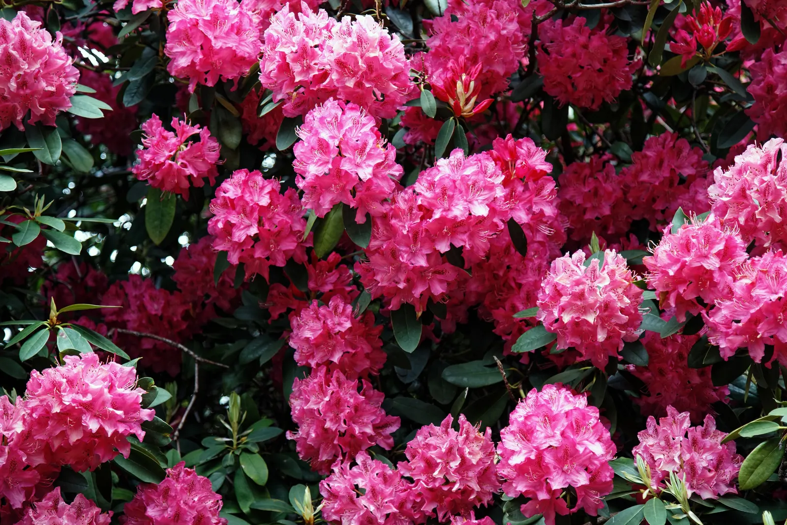 Rhododendron (Rhododendron Varieties) — shrub for half or shade