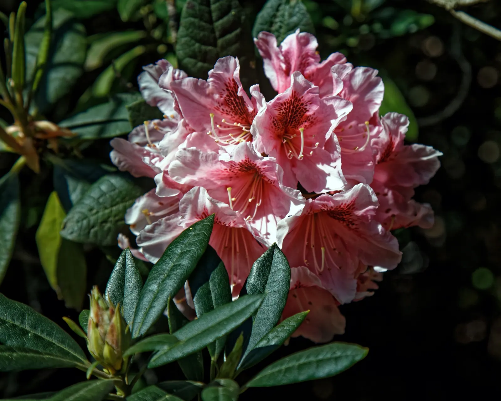 Rhododendron (Rhododendron Varieties) — stands as a firm favorite in landscape design due to its vibrant blooms