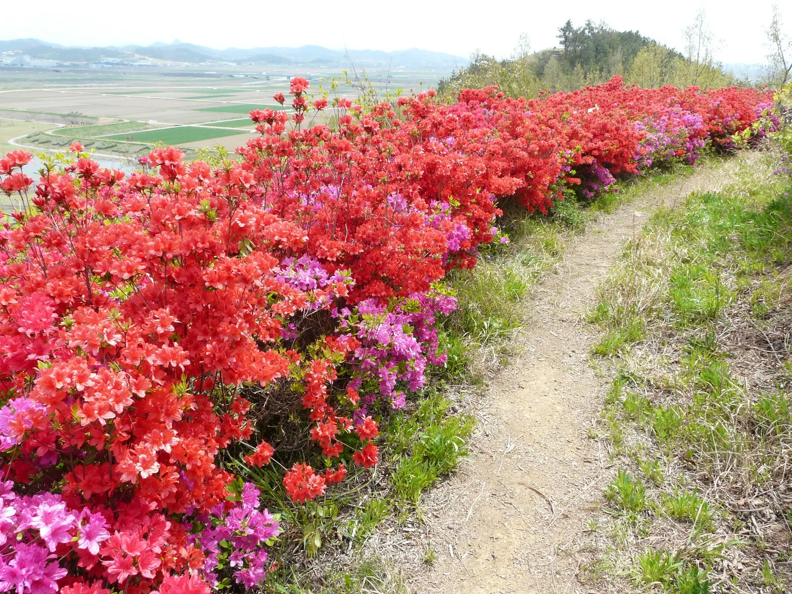 Rhododendron (Rhododendron Varieties) — Regular pruning after the blooming period maintains their shape and promotes air circulation