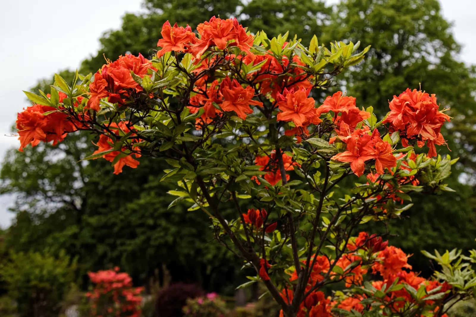 Rhododendron (Rhododendron Varieties) — encompassing various species and hybrid varieties; regular pruning after the blooming period maintains, image 59