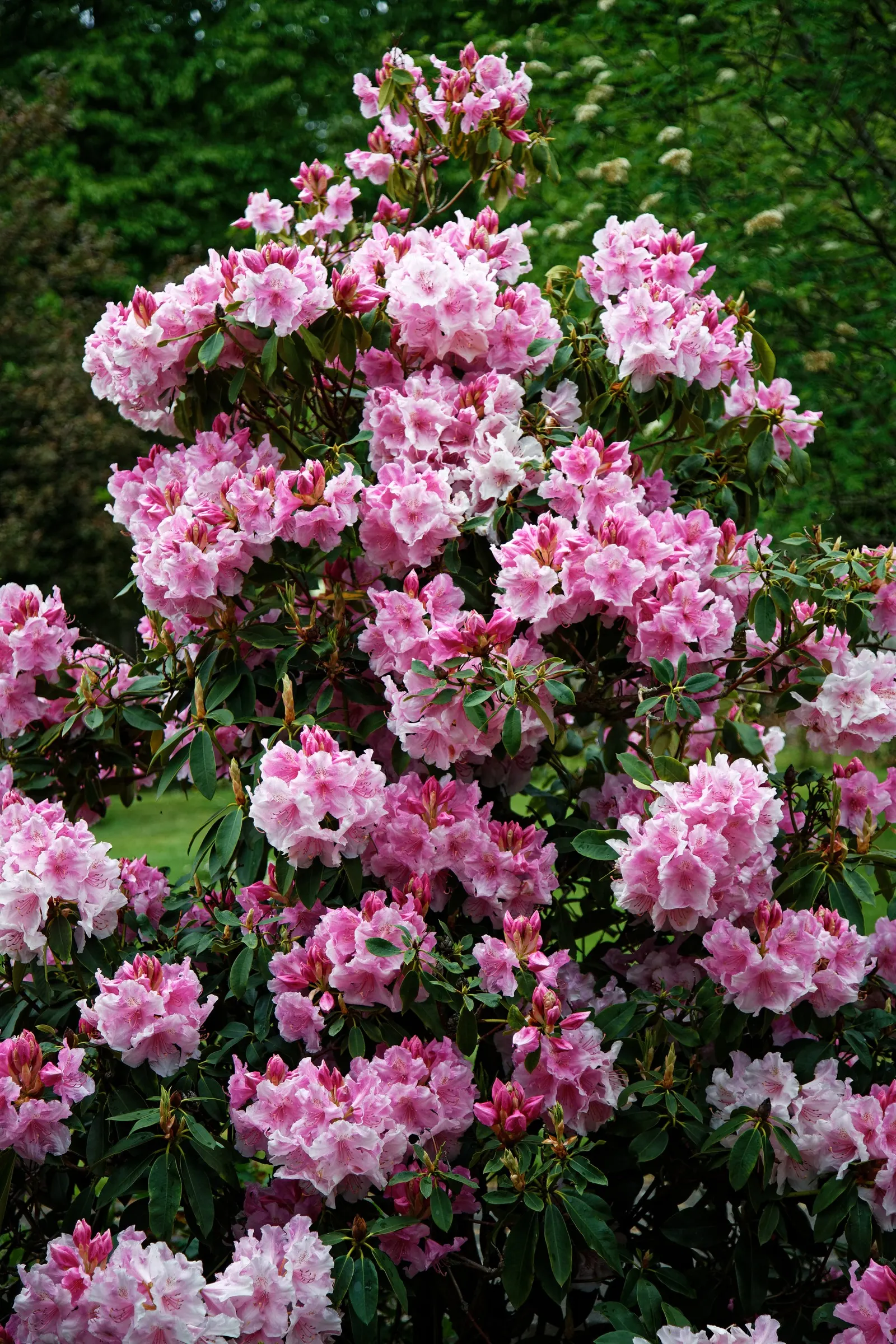 Rhododendron (Rhododendron Varieties) — Ample moisture is crucial; blue and gold and multi-colored and pink and red and white and yellow flowers in the garden