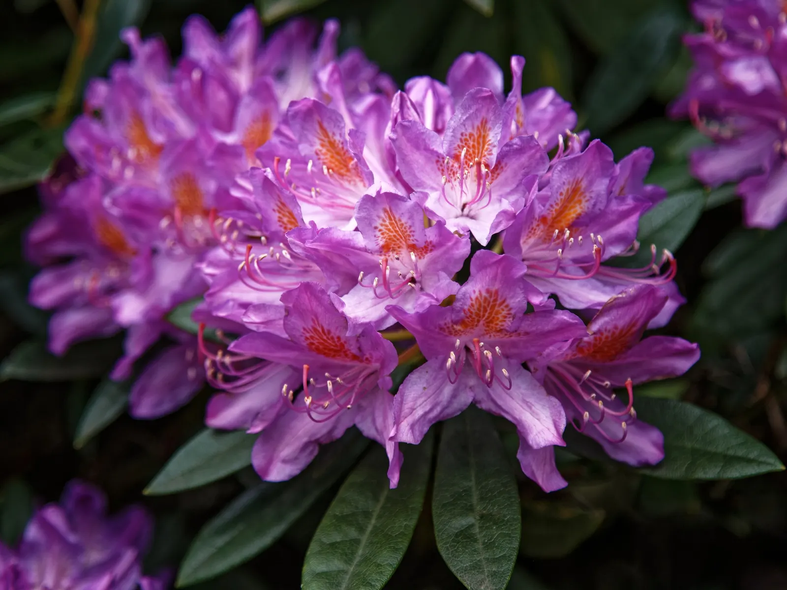 Rhododendron (Rhododendron Varieties) — yet waterlogged conditions must be avoided to prevent root rot.<br><br>When mature