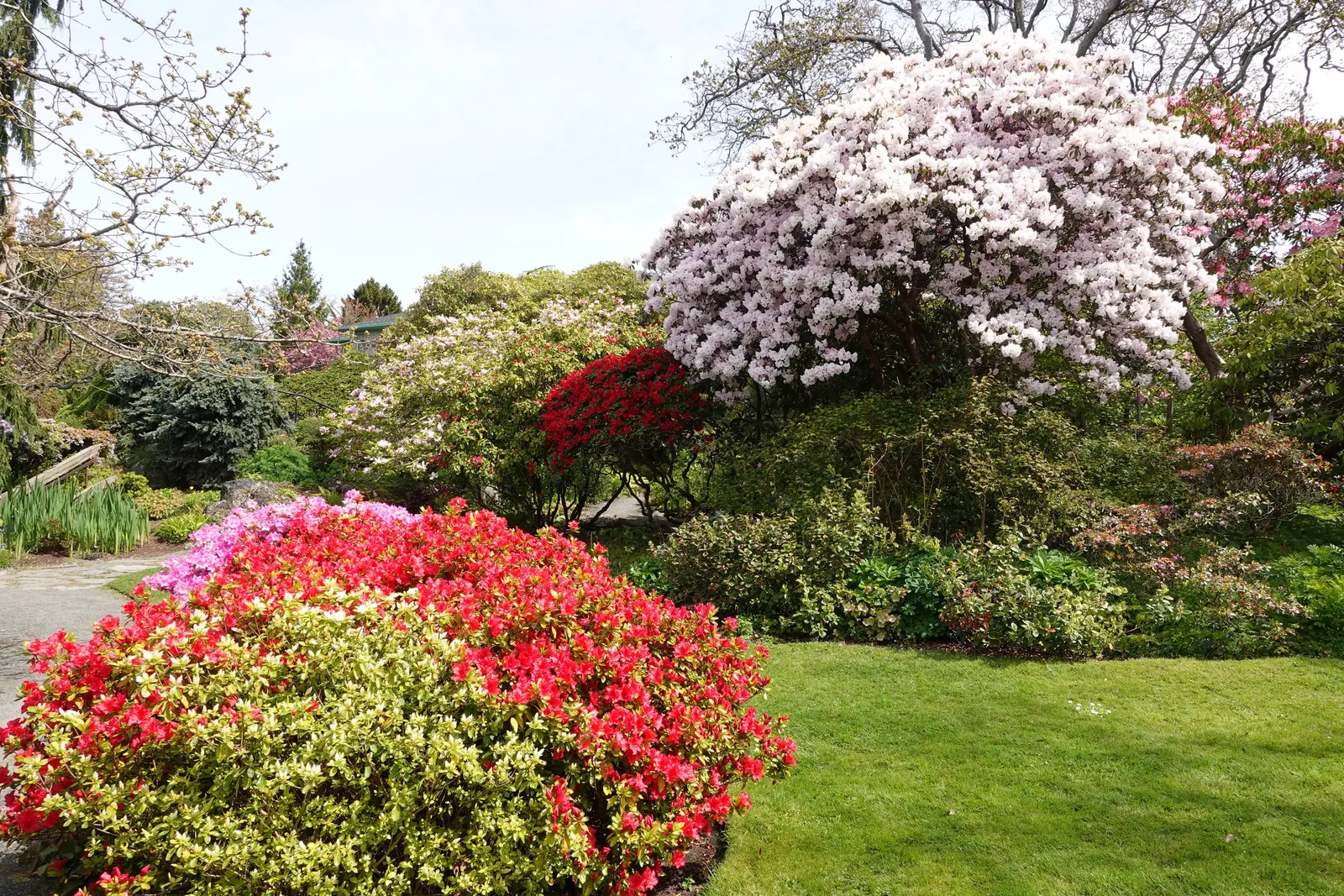 Rhododendron (Rhododendron Varieties) — and adaptability to a range of conditions