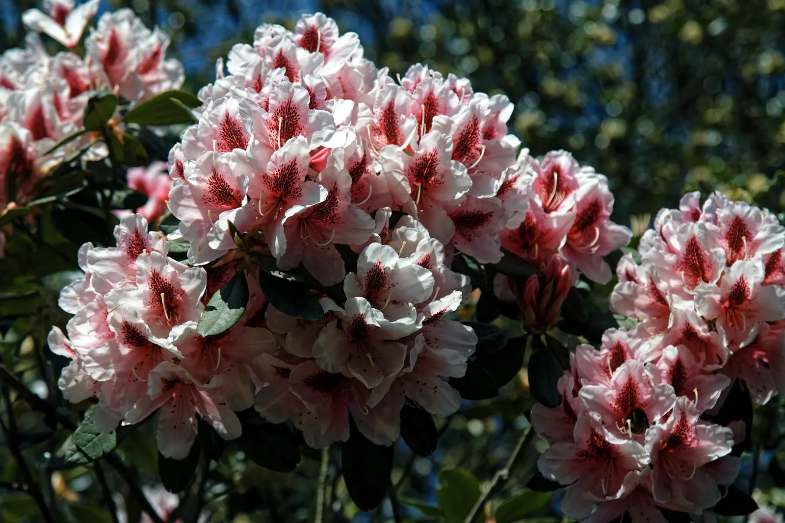 Rhododendron (Rhododendron Varieties) — Well-draining, acidic soil with a pH between 4.5 and 6.0 is ideal, supporting their sensitive root systems