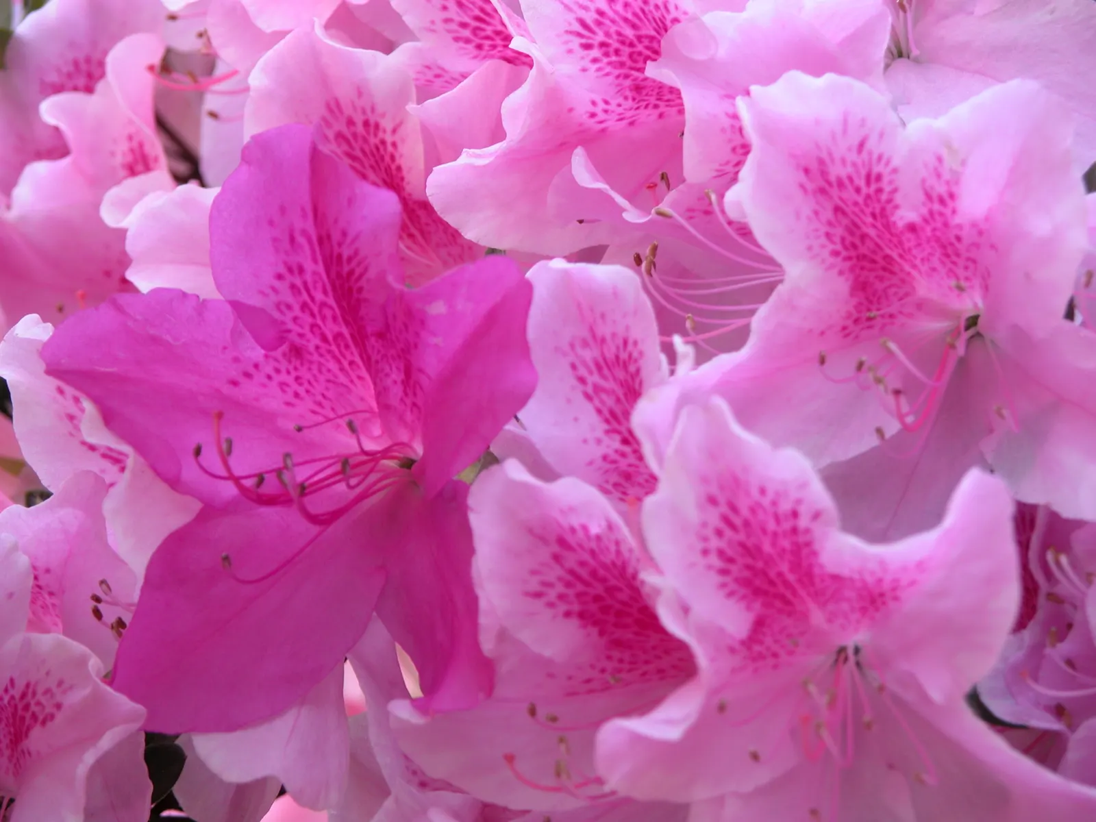 Rhododendron (Rhododendron Varieties) — They prefer partially shaded locations receiving dappled sunlight and are best sheltered from harsh