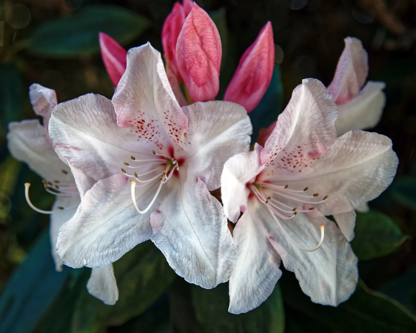 Rhododendron (Rhododendron Varieties) — the size of Rhododendrons can vary widely based on the specific variety