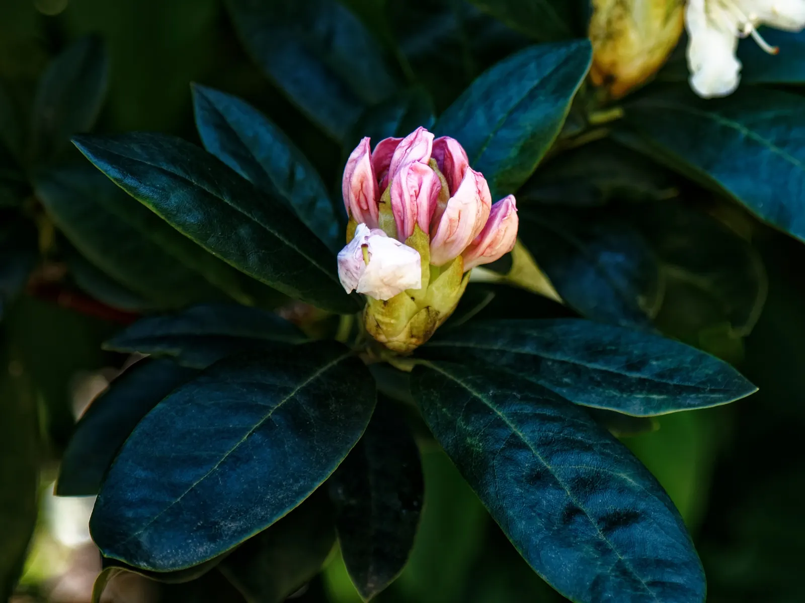 Rhododendron (Rhododendron Varieties) — stands as a firm favorite in landscape design due to its vibrant blooms; the Rhododendron genus encompasses a diverse