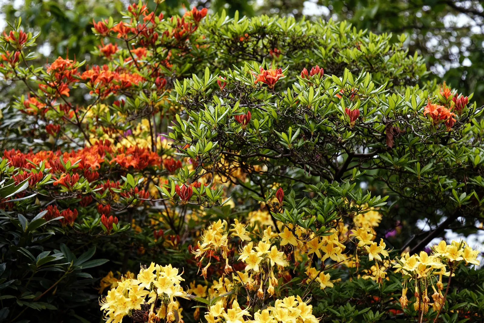 Rhododendron (Rhododendron Varieties) — Title: Rhododendron - A Versatile Showstopper for Your Garden <br><br>The Rhododendron genus; they prefer, image 58