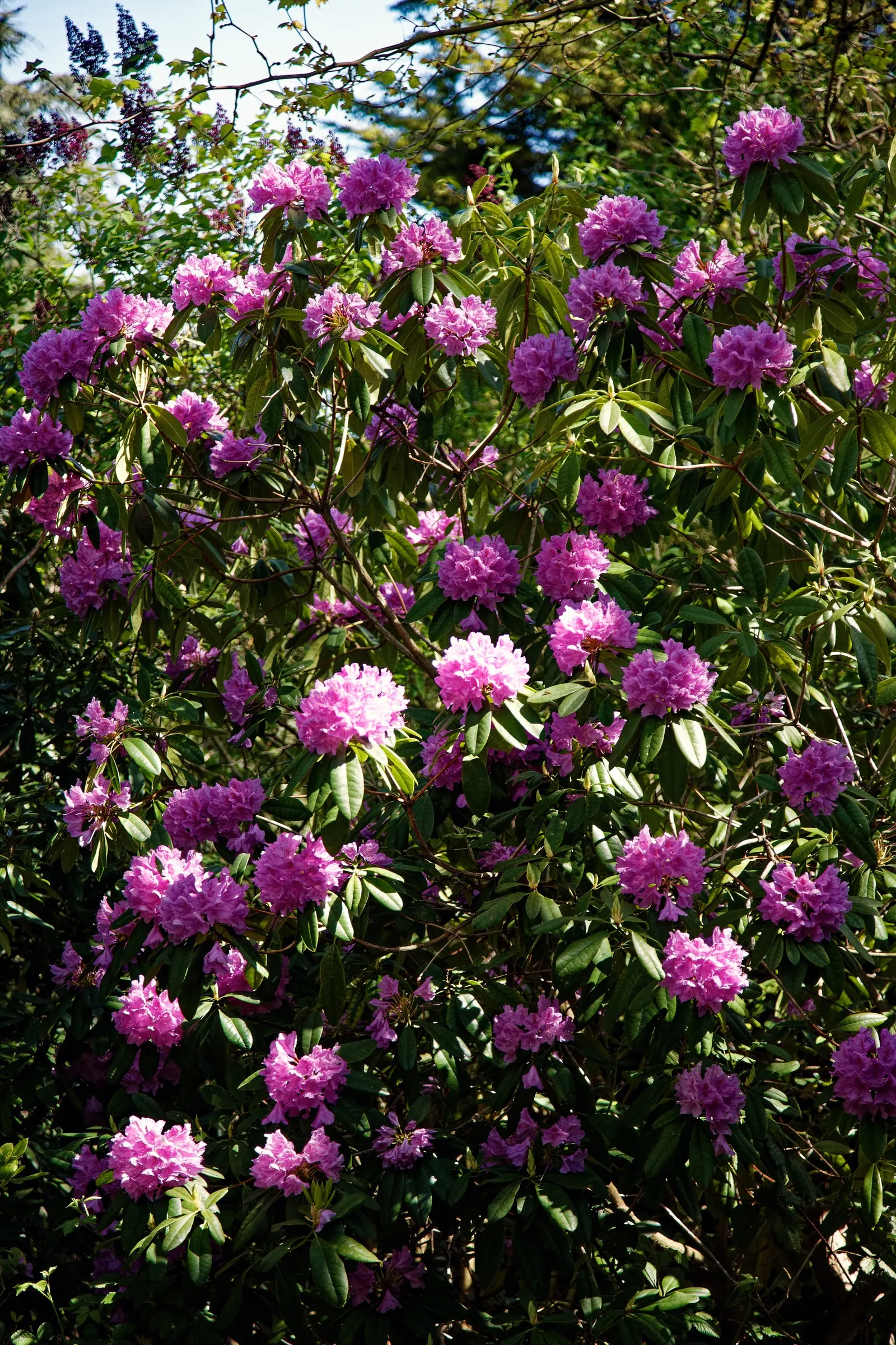 Rhododendron (Rhododendron Varieties) — As an integral accent or foundation plant; ample moisture is crucial