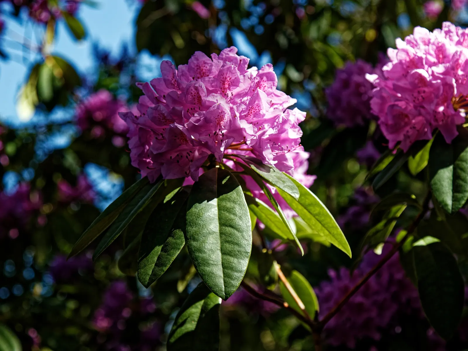 Rhododendron (Rhododendron Varieties) — and yellows.<br><br>Typically; but they also attract pollinators