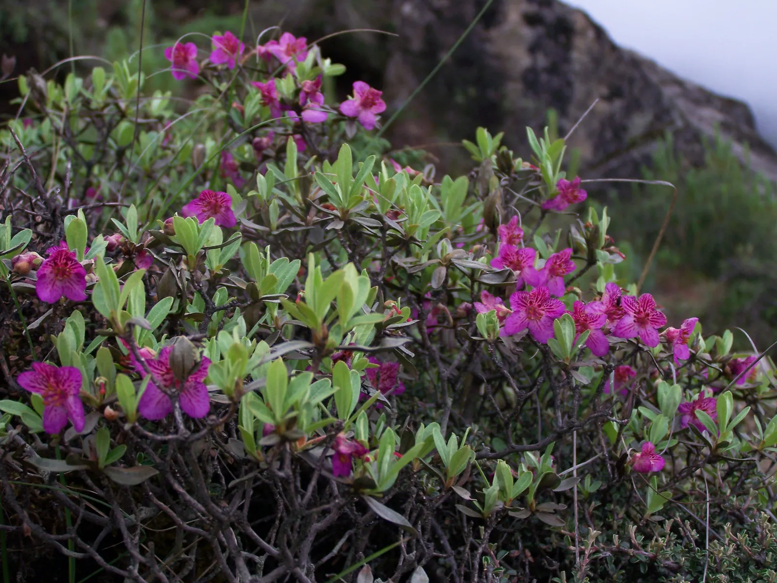 Rhododendron (Rhododendron Varieties) — As an integral accent or foundation plant