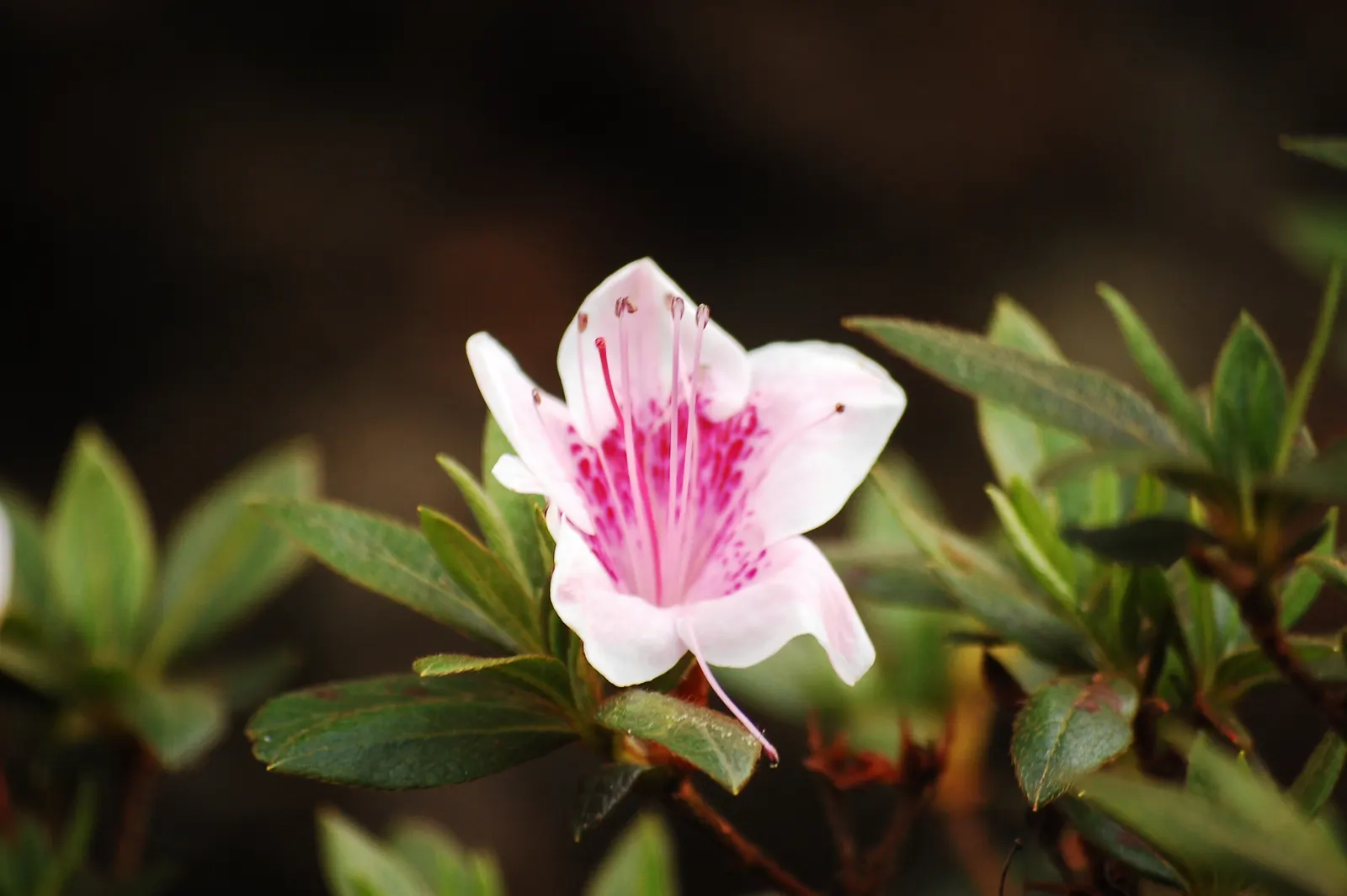 Rhododendron (Rhododendron Varieties) — encompassing various species and hybrid varieties