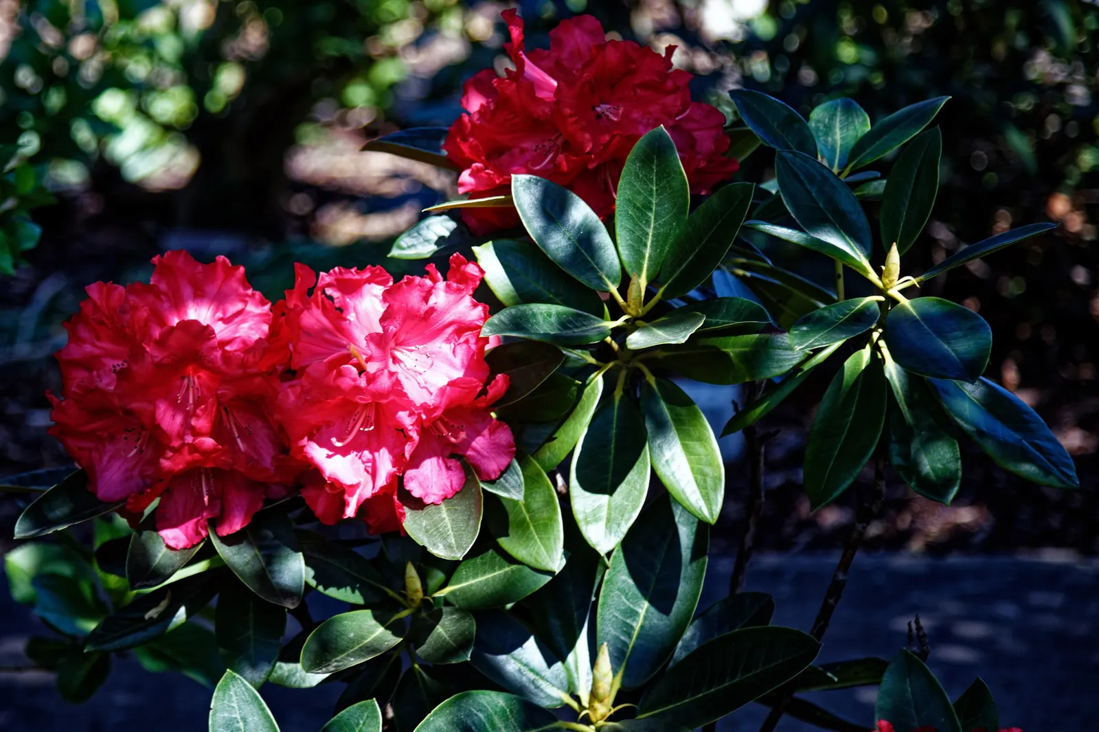 Rhododendron (Rhododendron Varieties) — which is vital for their health.<br><br>Rhododendrons are not only visually appealing