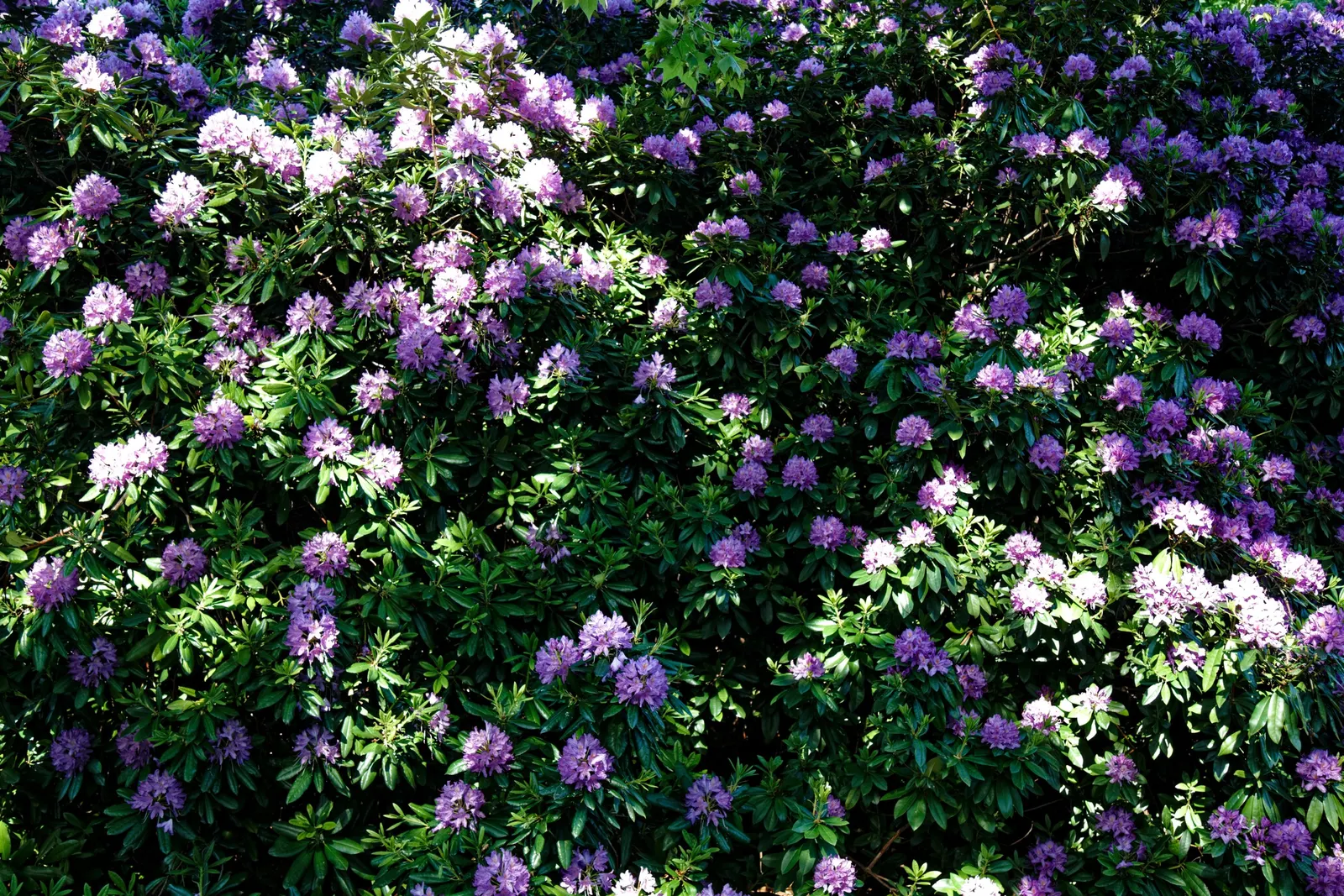 Rhododendron (Rhododendron Varieties) — making them a low-maintenance choice for impactful landscape designs; title: Rhododendron - A Versatile Showstopper for