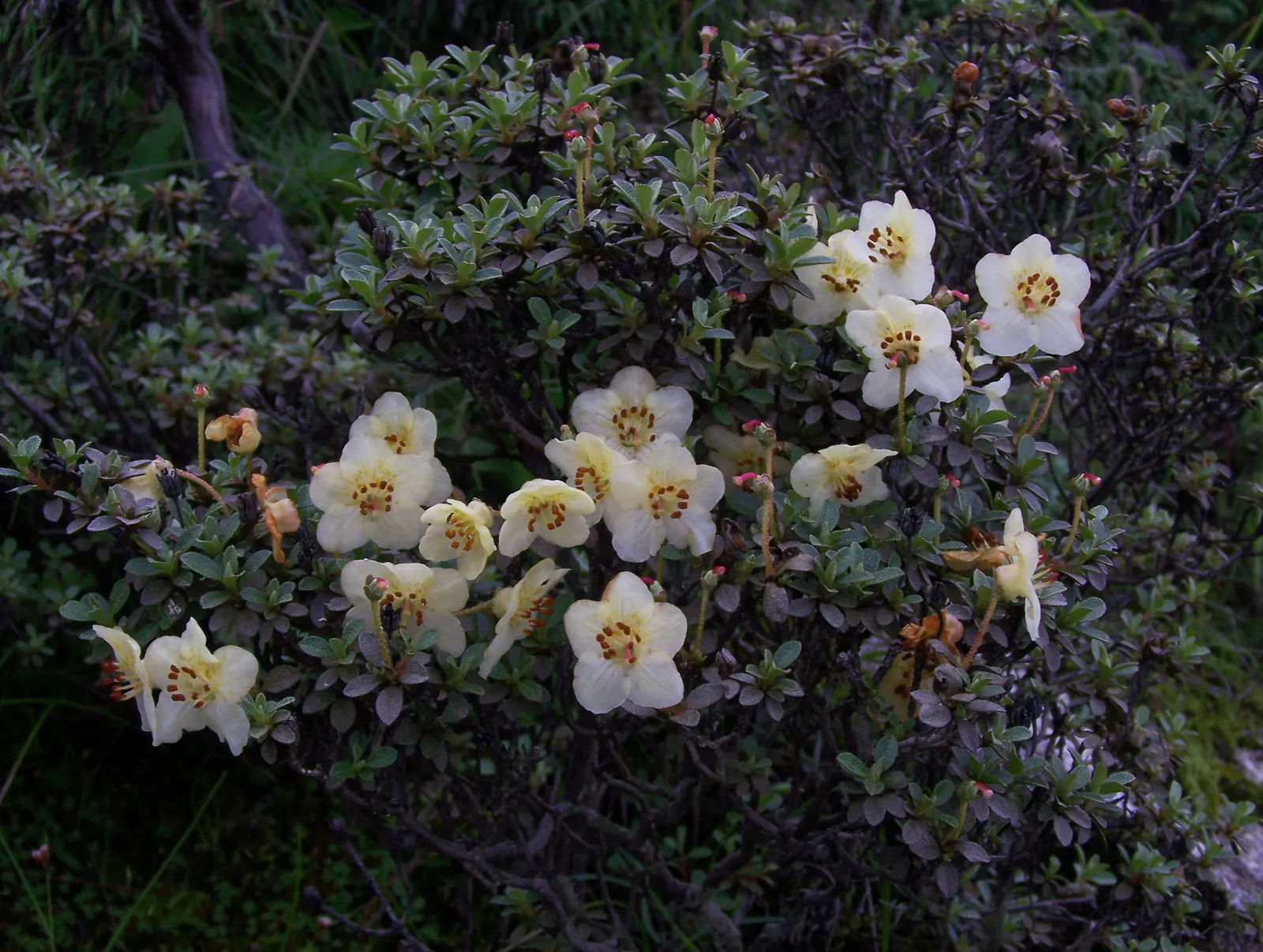 Rhododendron (Rhododendron Varieties) — and yellows.<br><br>Typically