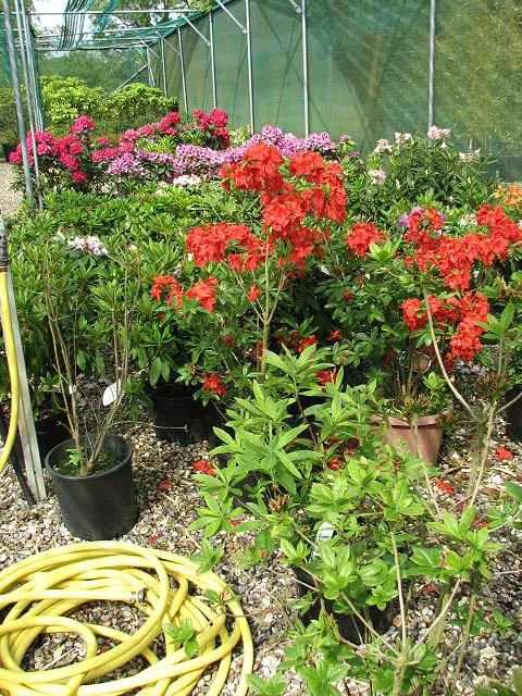 Rhododendron (Rhododendron Varieties) — They prefer partially shaded locations receiving dappled sunlight and are best sheltered from harsh; as an integral