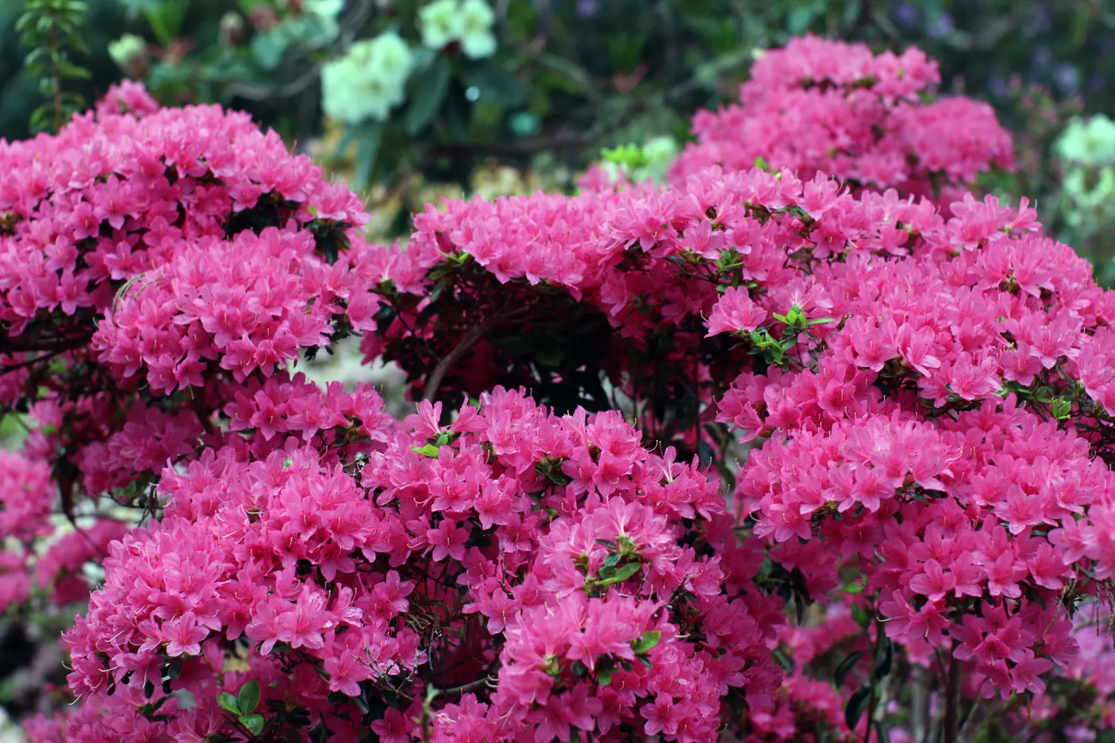 Rhododendron (Rhododendron Varieties) — Rhododendrons require minimal pruning and offer year-round interest