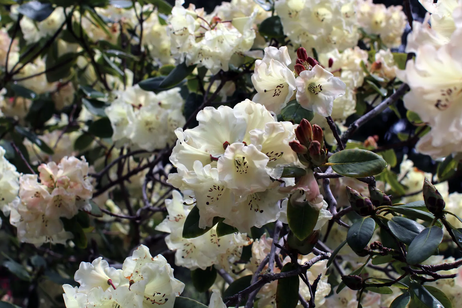 Rhododendron (Rhododendron Varieties) — shrub with blue and gold and multi-colored and pink and red and white and yellow blooms; yet waterlogged conditions