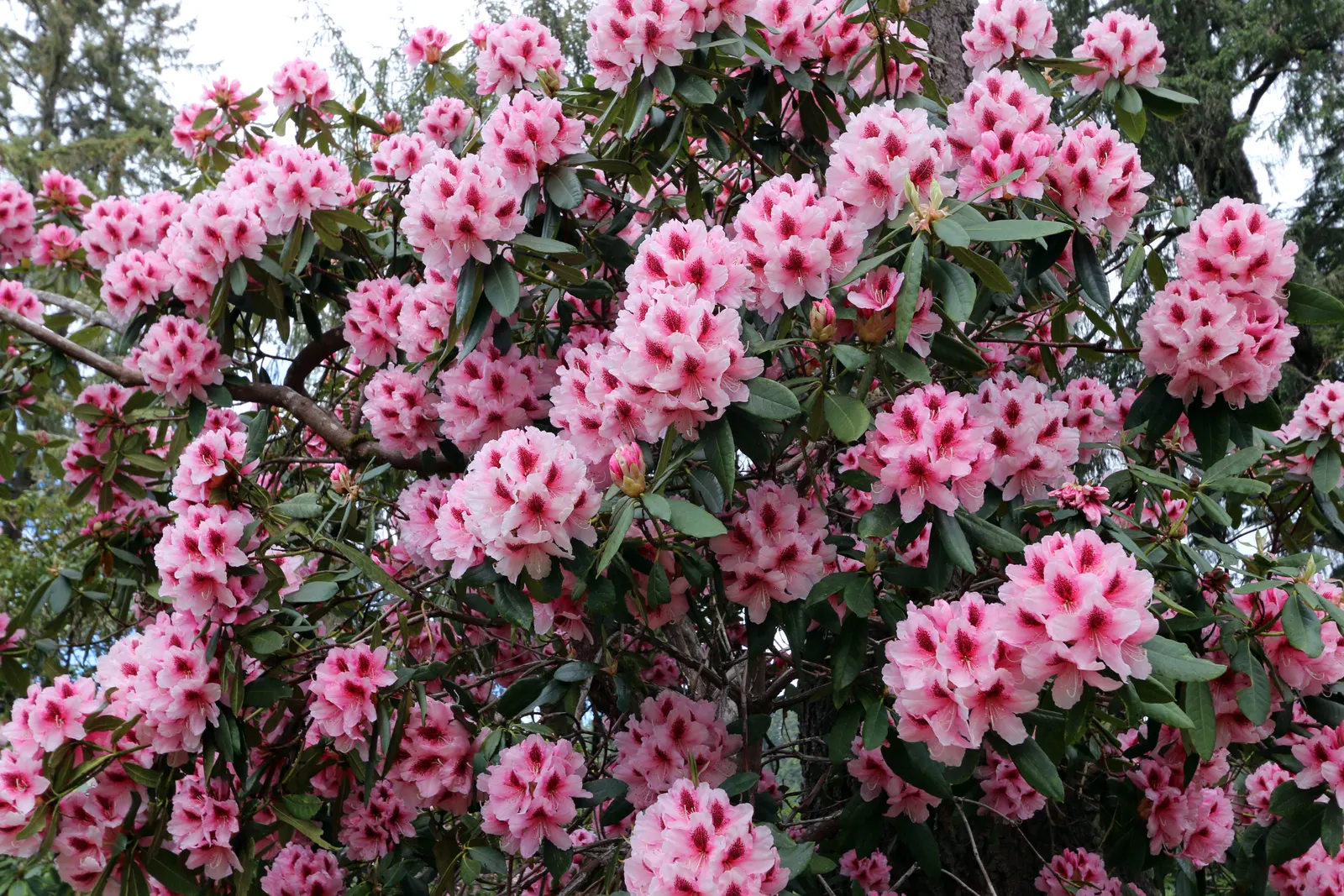 Rhododendron (Rhododendron Varieties) — ranging from compact shrubs of about 3 feet in height and spread; to larger specimens reaching up to 25 feet or more