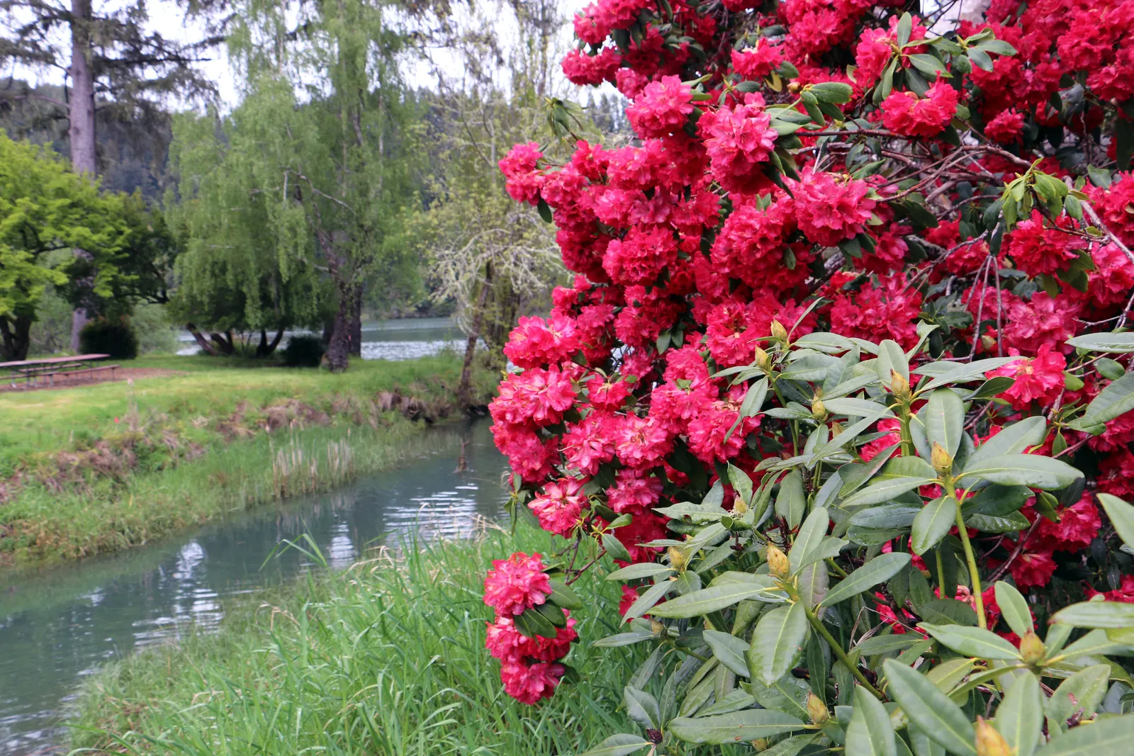 Rhododendron (Rhododendron Varieties) — enriching your garden's biodiversity; they sport large, leathery leaves and bell-shaped flowers in a multitude of colors
