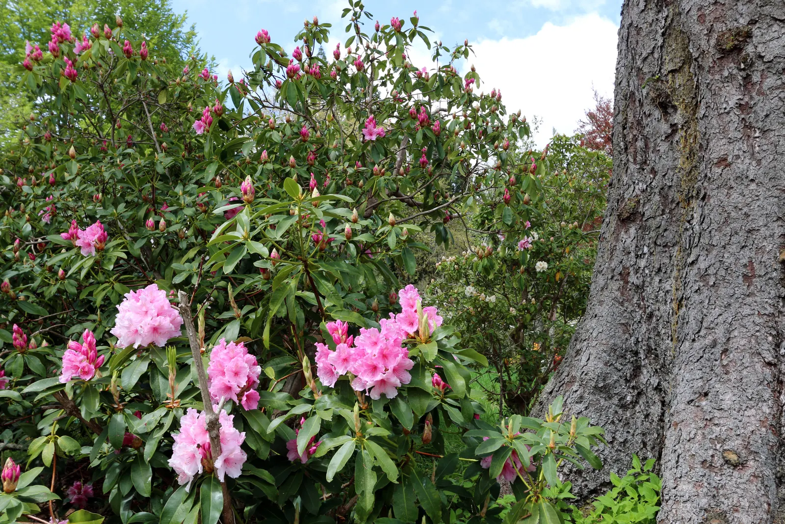 Rhododendron (Rhododendron Varieties) — They sport large, leathery leaves and bell-shaped flowers in a multitude of colors; and, image 54