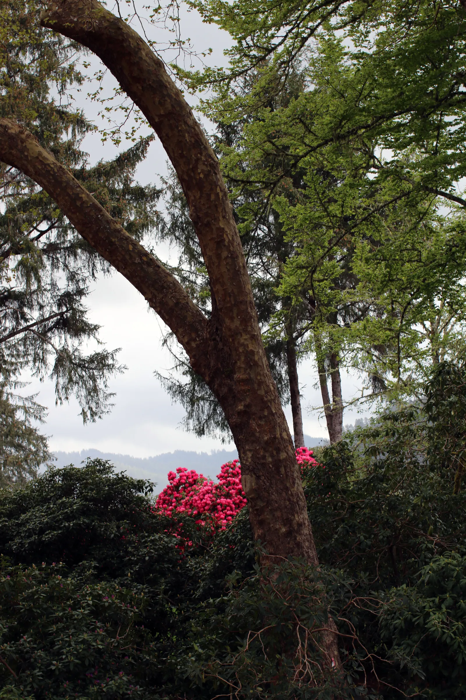 Rhododendron (Rhododendron Varieties) — Regular pruning after the blooming period maintains their shape and promotes air circulation; encompassing various