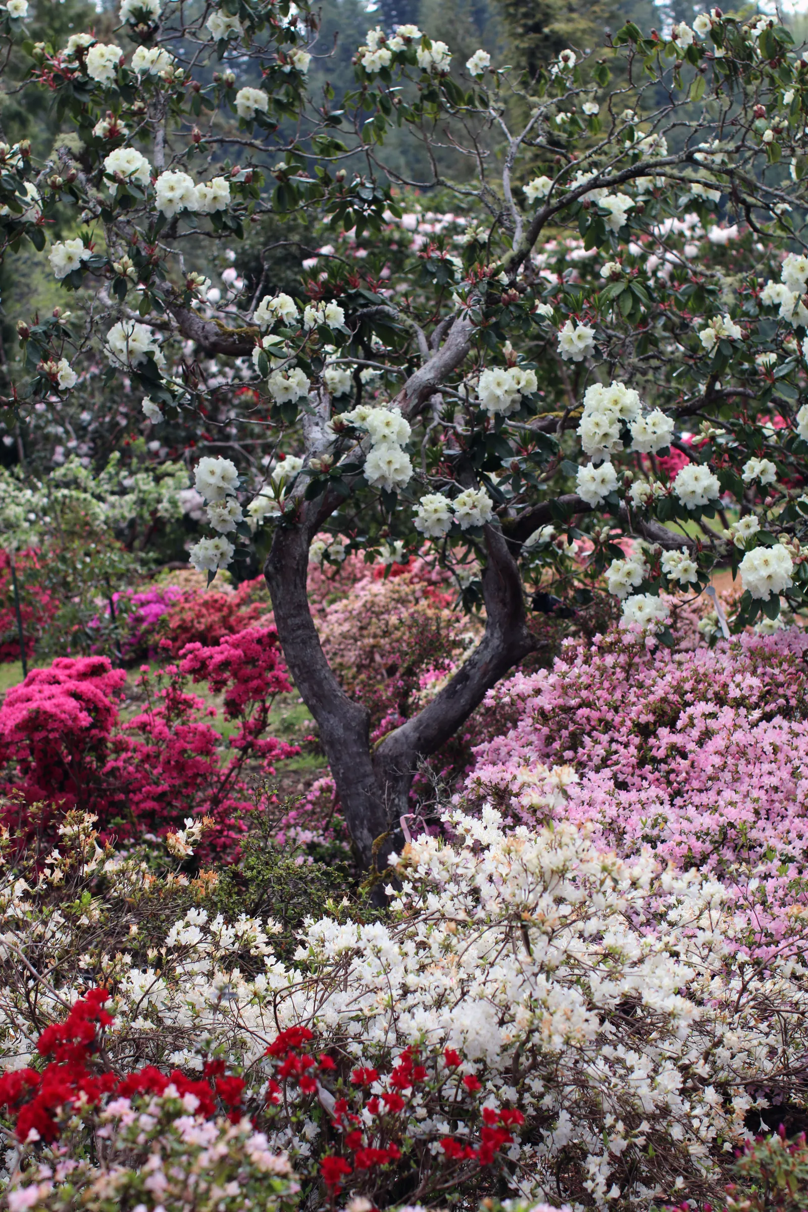 Rhododendron (Rhododendron Varieties) — blue and gold and multi-colored and pink and red and white and yellow flowers in the garden; and adaptability to a