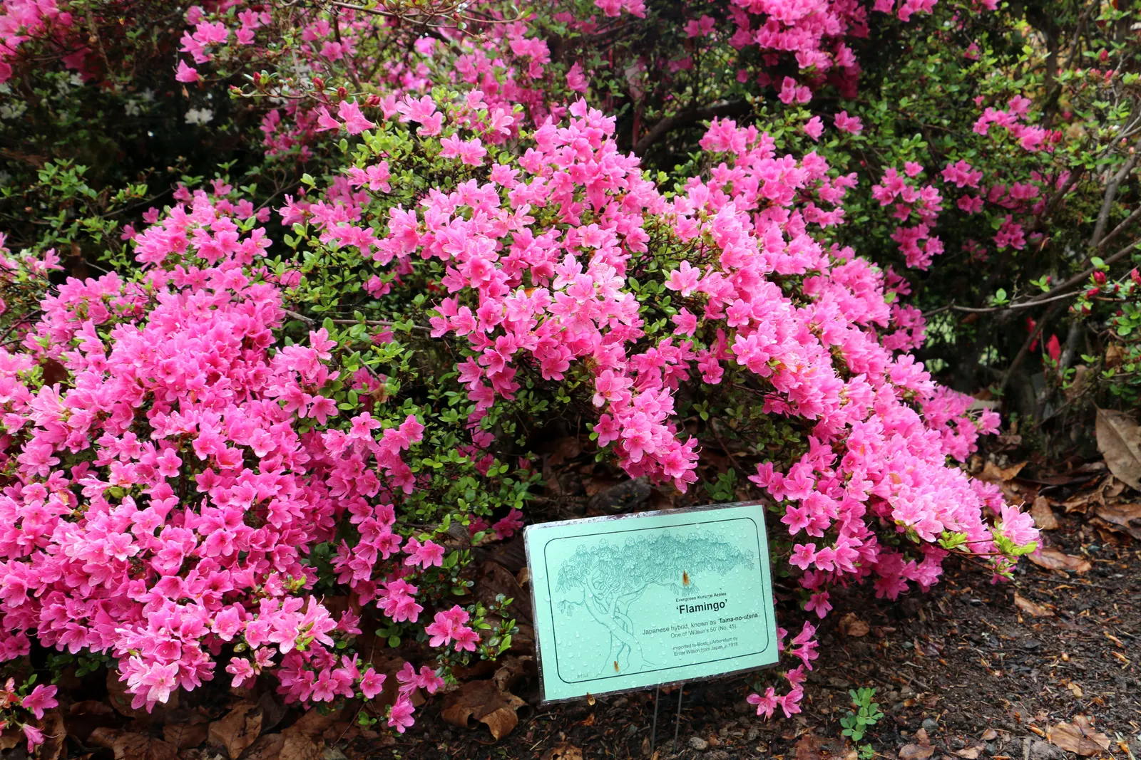 Rhododendron (Rhododendron Varieties) — shrub for half or shade; enriching your garden's biodiversity
