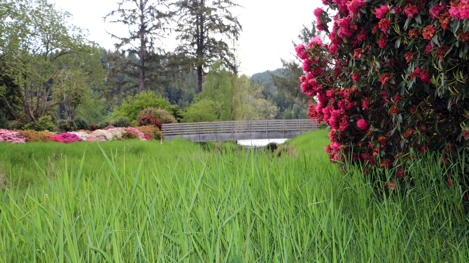 Rhododendron (Rhododendron Varieties) — but they also attract pollinators; which is vital for their health.<br><br>Rhododendrons are not only visually appealing