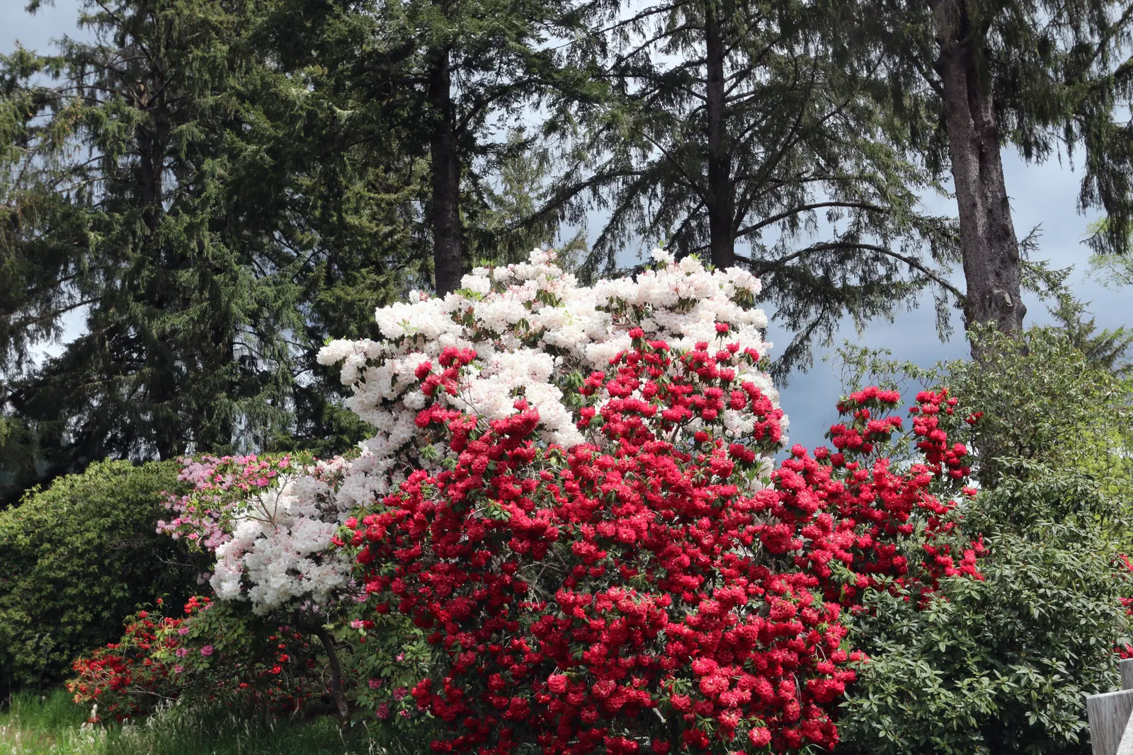 Rhododendron (Rhododendron Varieties) — which is vital for their health.<br><br>Rhododendrons are not only visually appealing; well-draining, acidic soil with