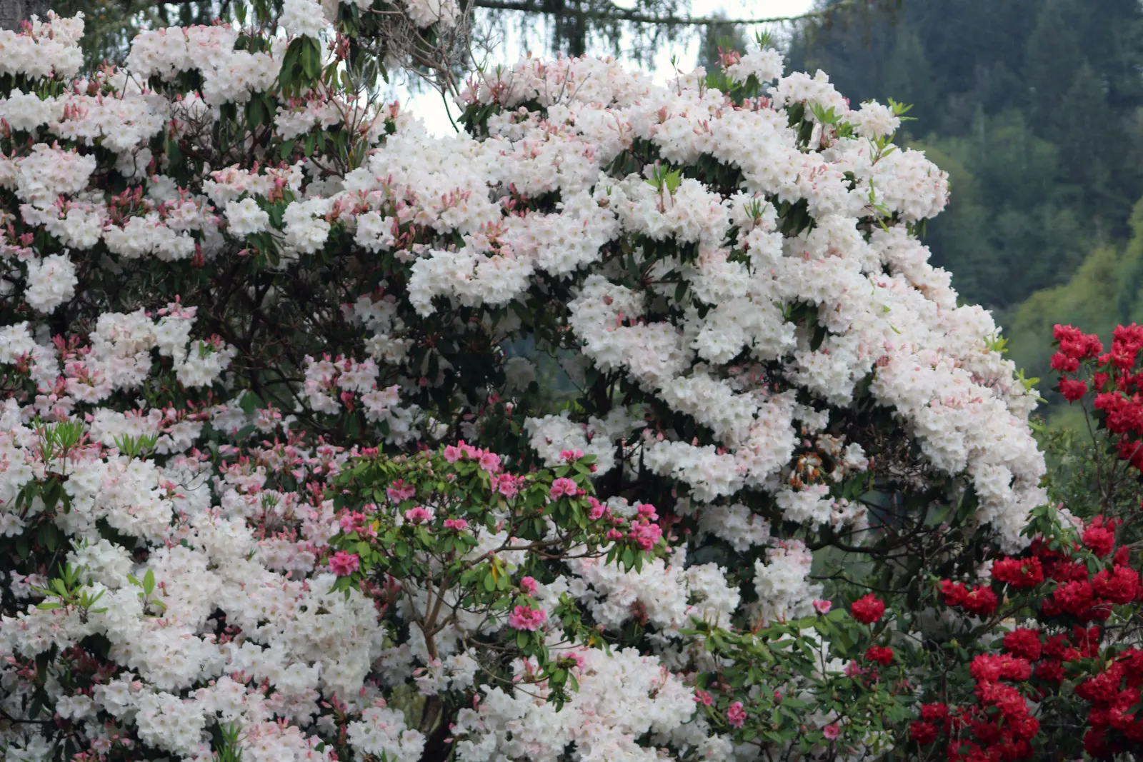 Rhododendron (Rhododendron Varieties) — The Rhododendron genus encompasses a diverse group of woody plants, ranging from 1 to 20 feet tall, image 53