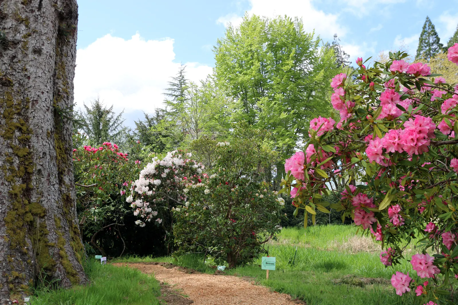 Rhododendron (Rhododendron Varieties) — to larger specimens reaching up to 25 feet or more; shrub for half or shade