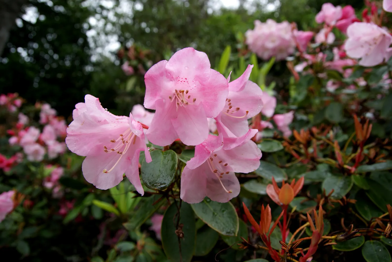 Rhododendron (Rhododendron Varieties) — they're ideal for adding structure and vibrant blooms to woodland gardens